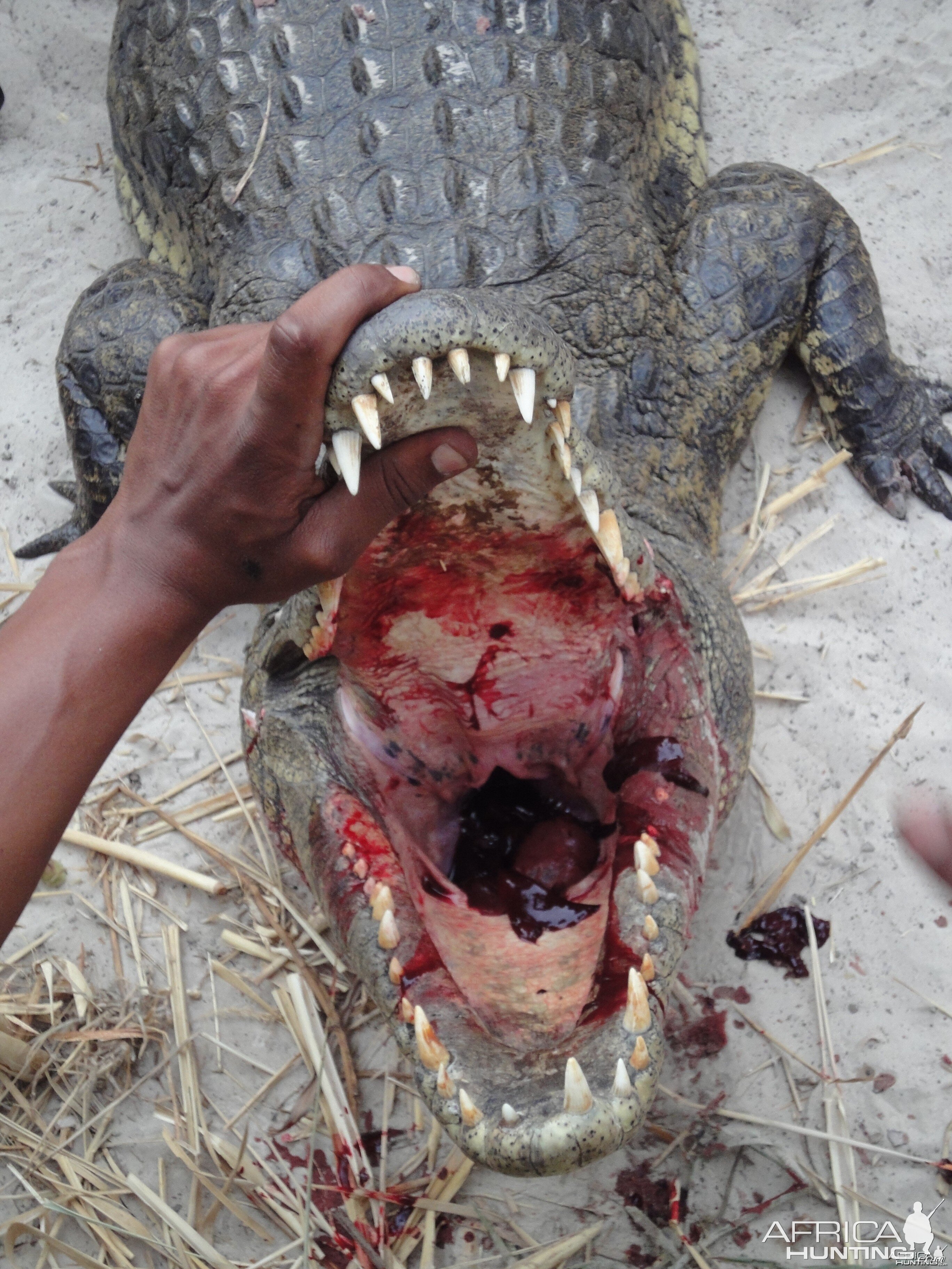 Croc Head Shot