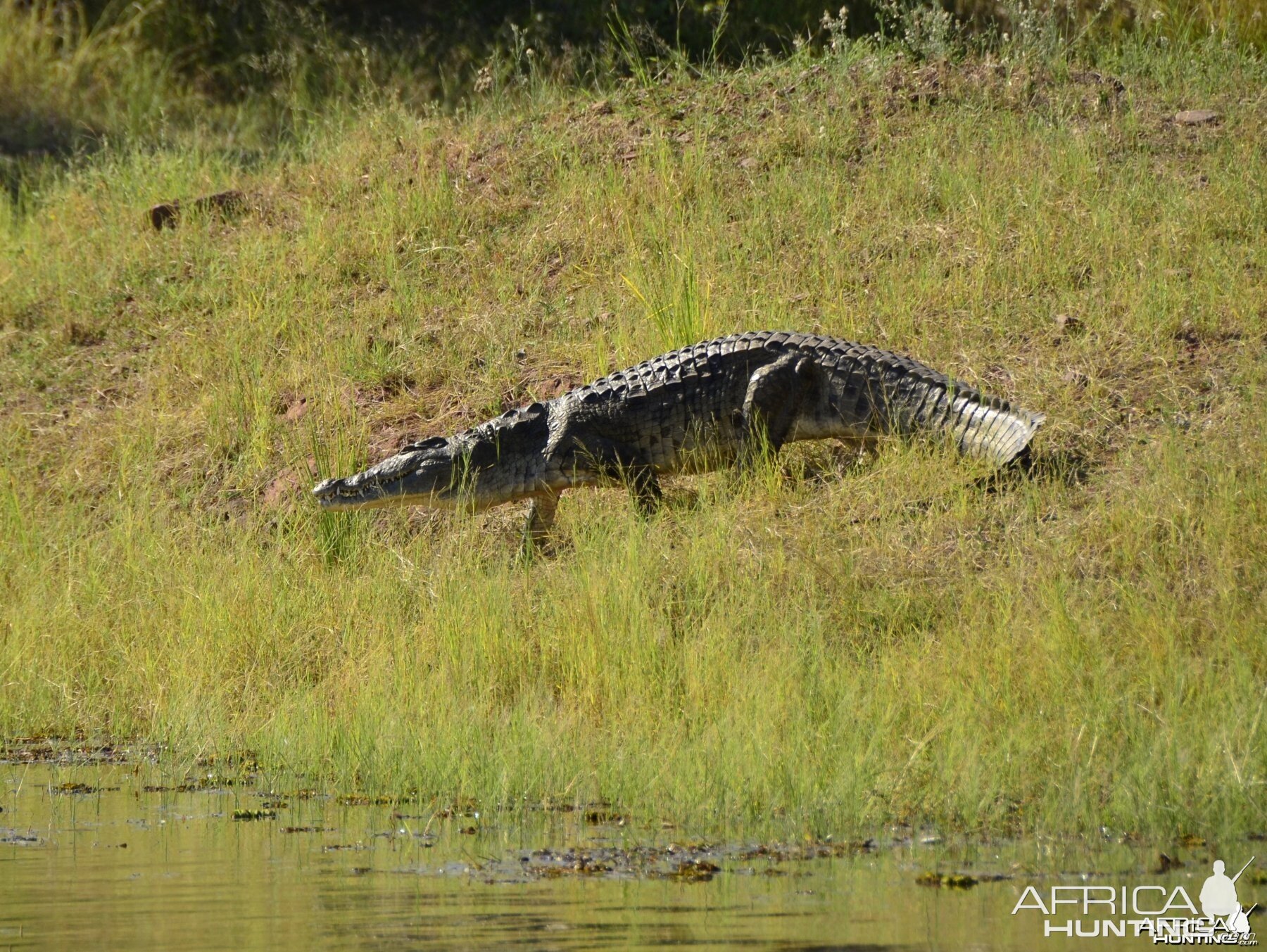 Croc, Lake Kariba