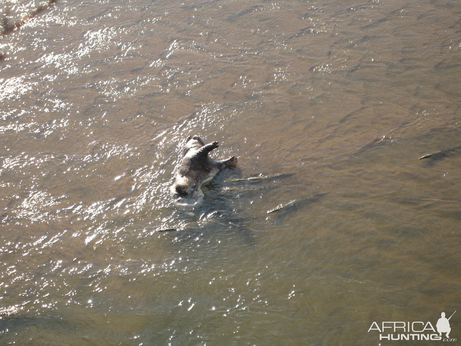 Croc on bait... Tanzania