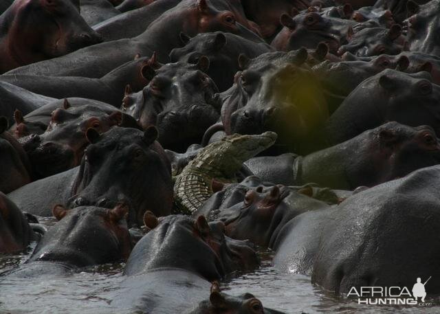 Crocodile between Hippo's Tanzania