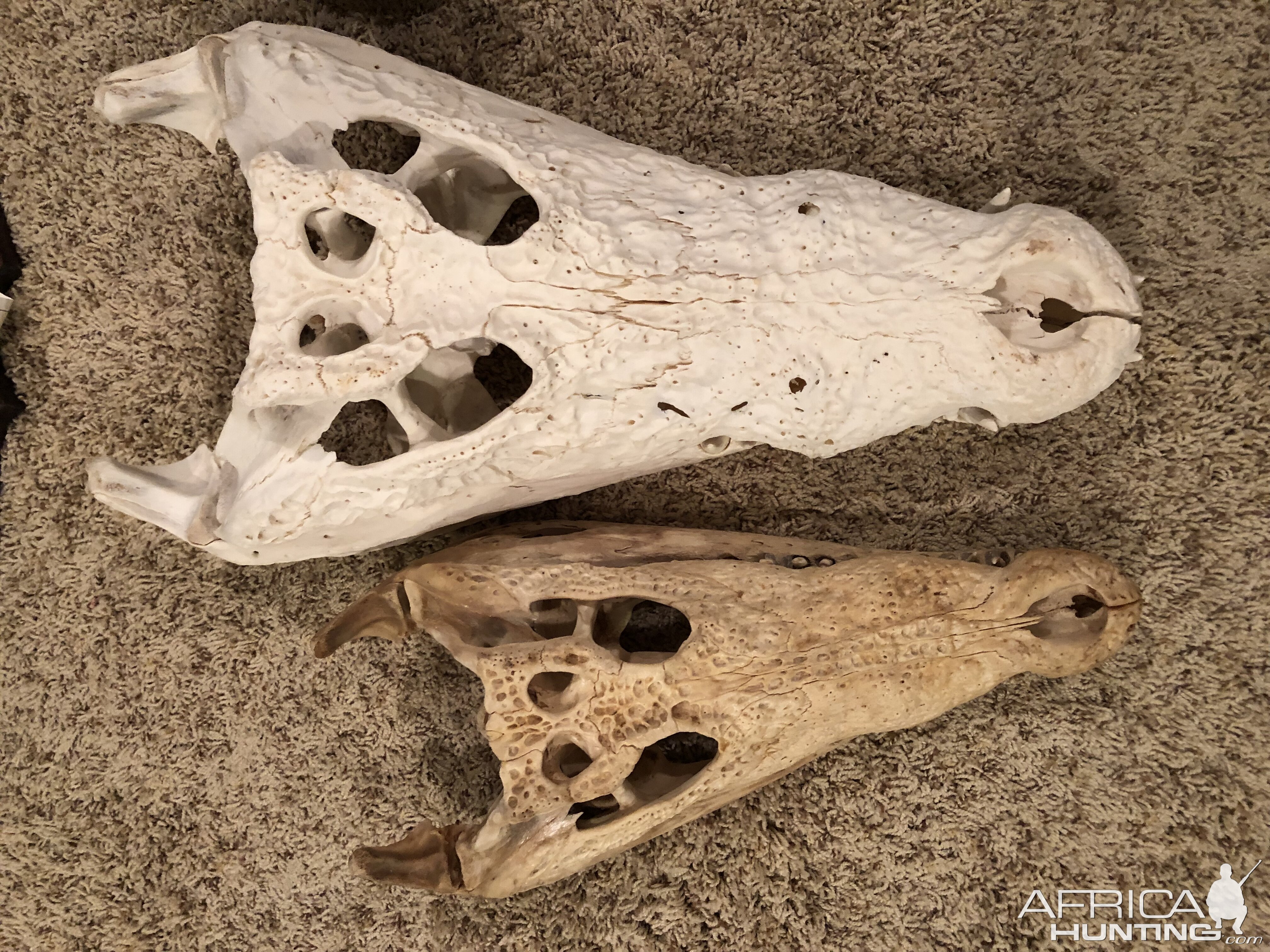 Crocodile Bleached Skull Taxidermy