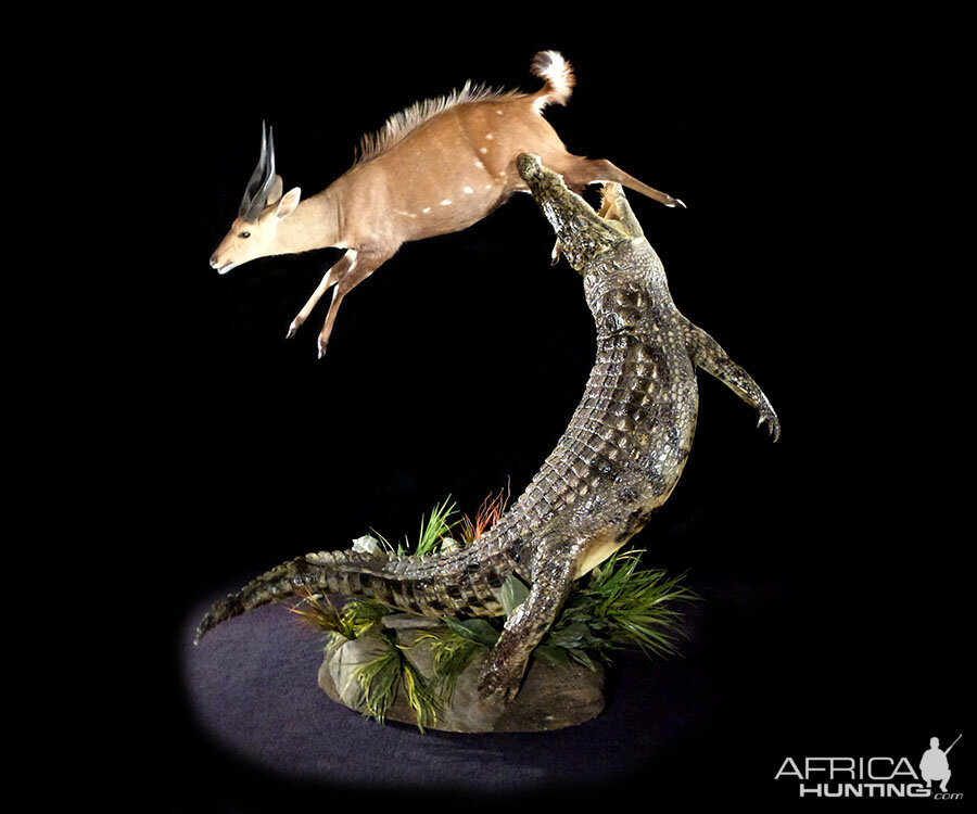 Crocodile & Bushbuck Full Mount Taxidermy