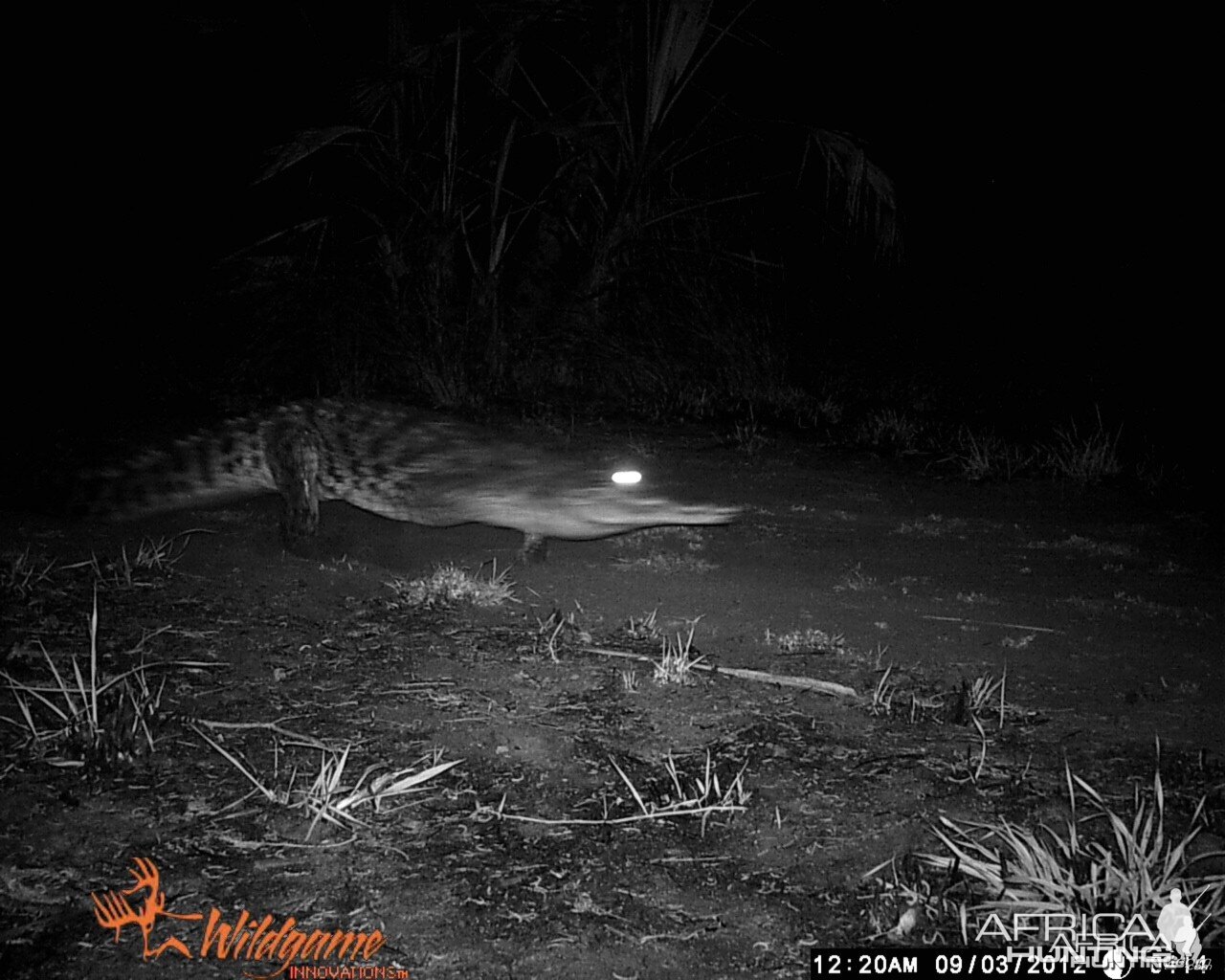 Crocodile captured on traitimer in Mozambique