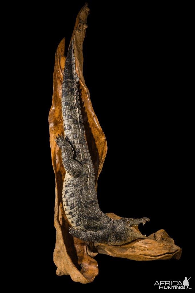 Crocodile Full Mount Taxidermy