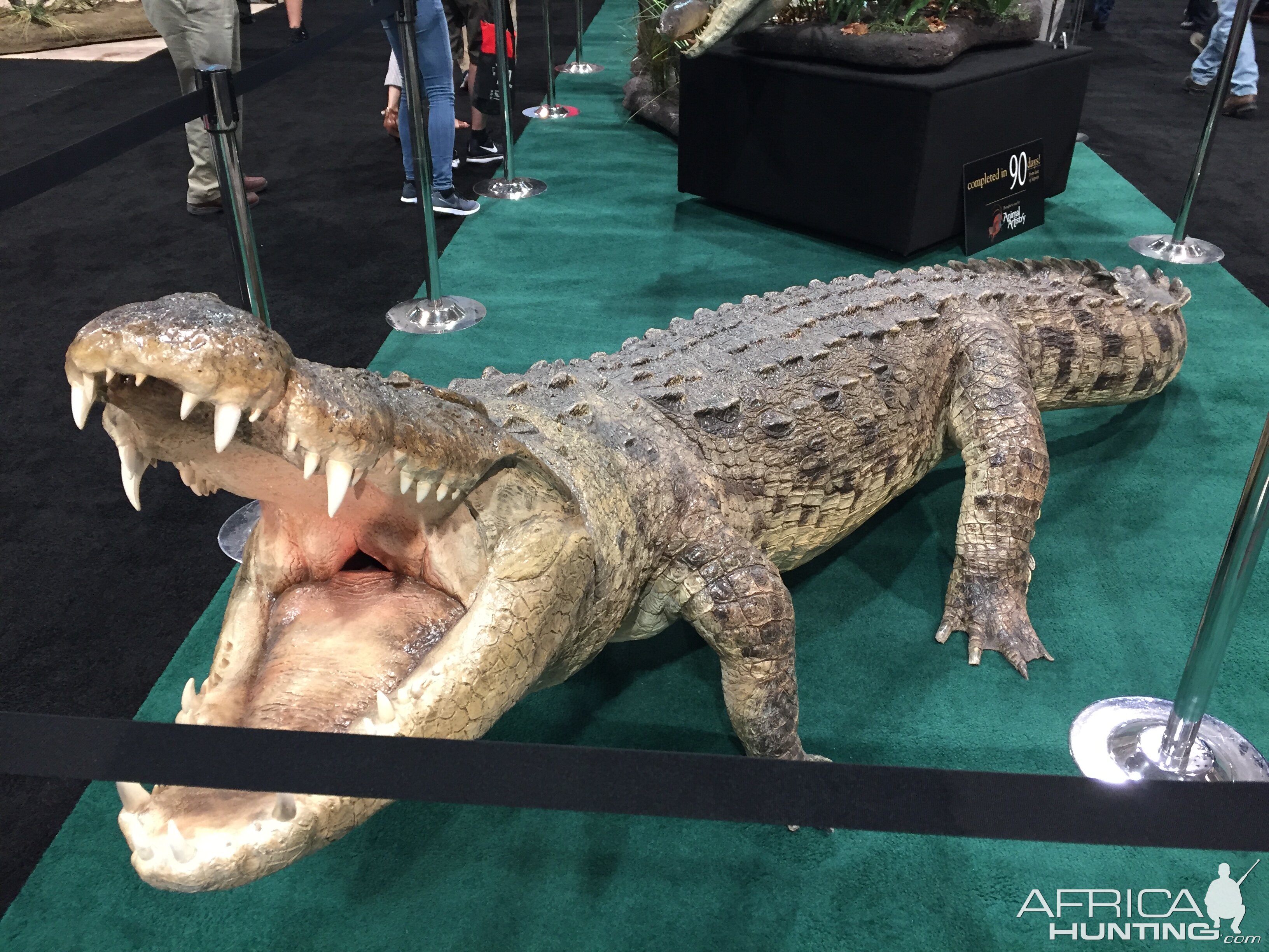 Crocodile Full Mount Taxidermy