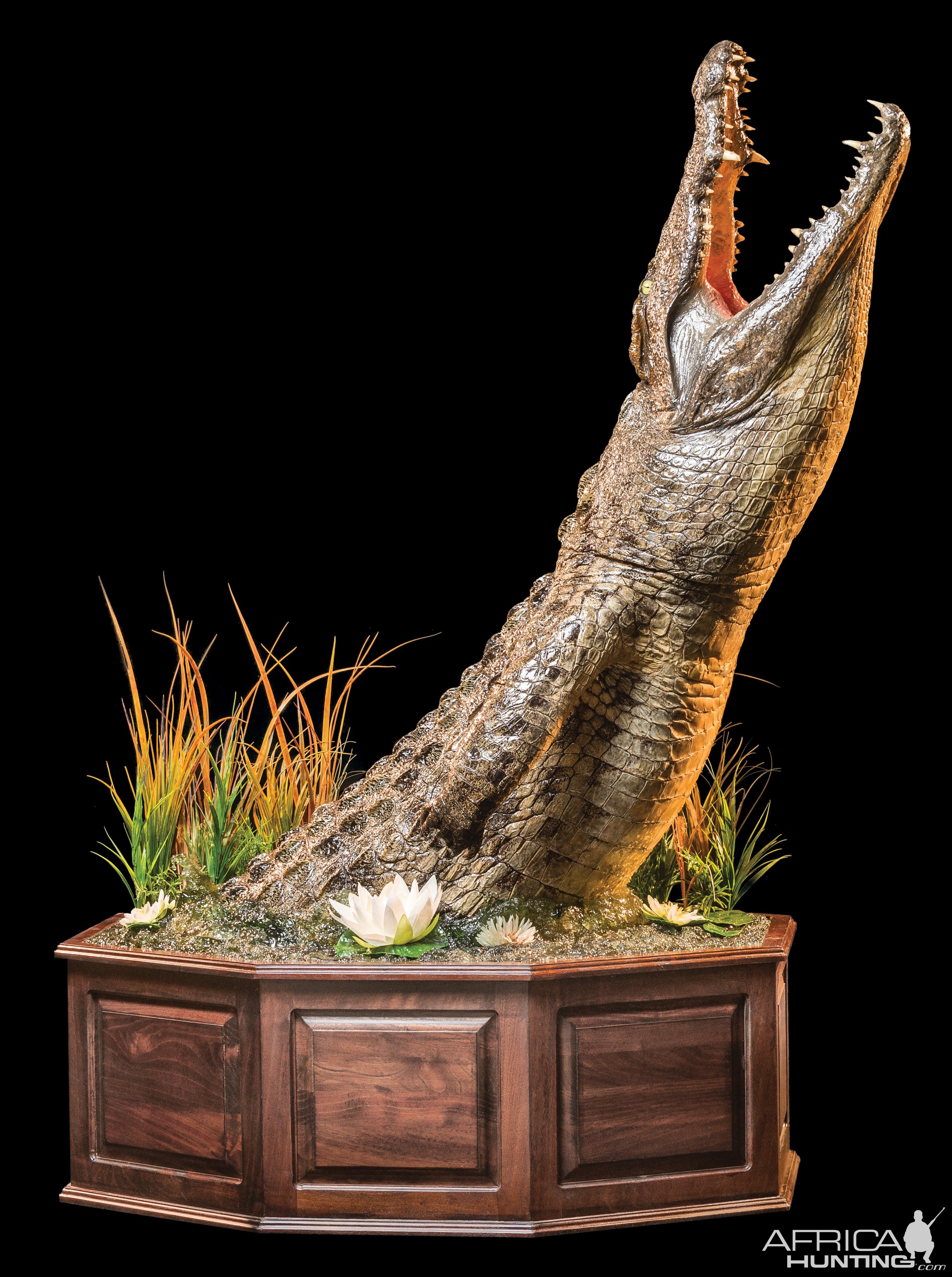 Crocodile Half Pedestal Mount Taxidermy