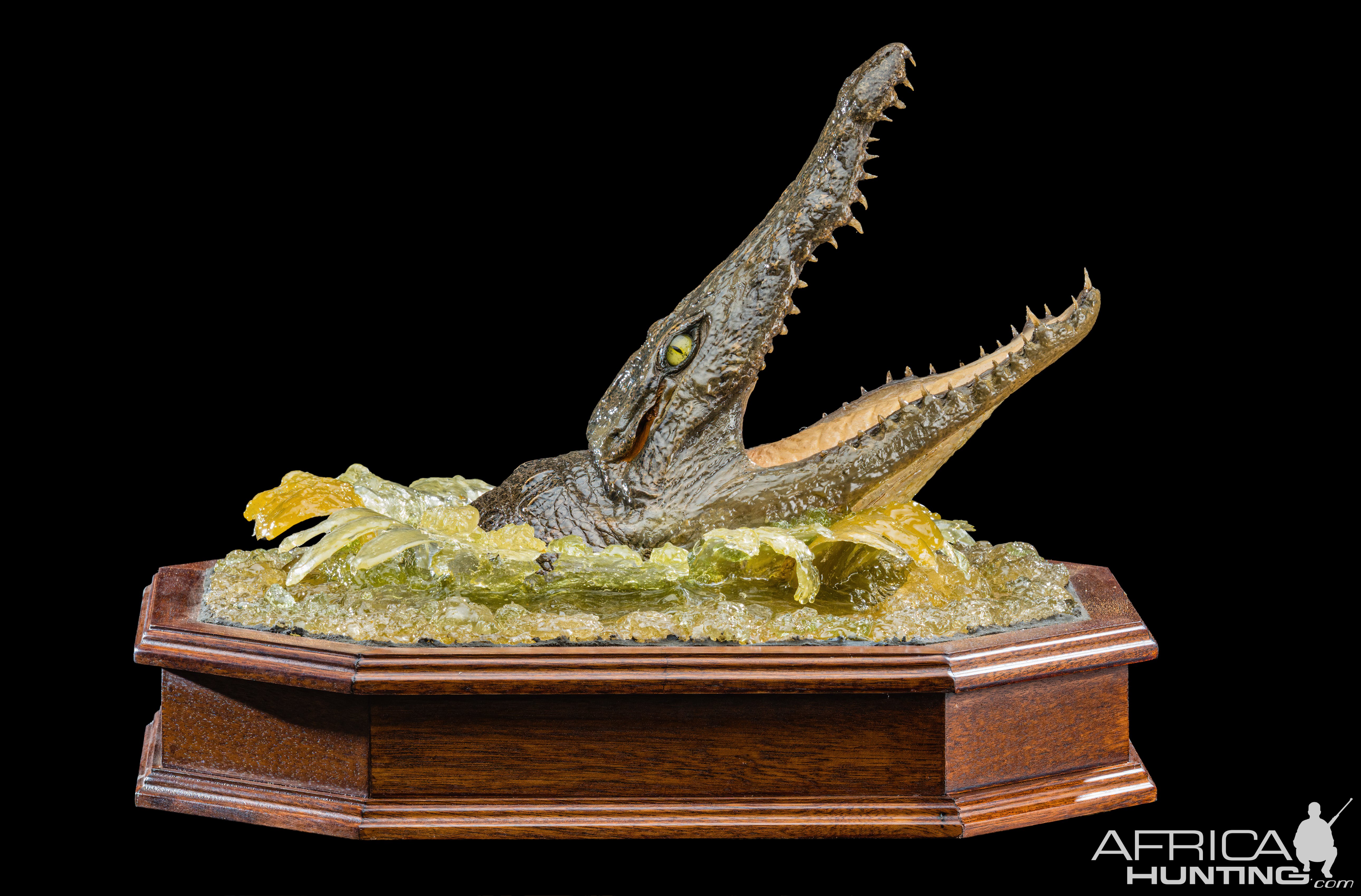 Crocodile Head Table Display Taxidermy