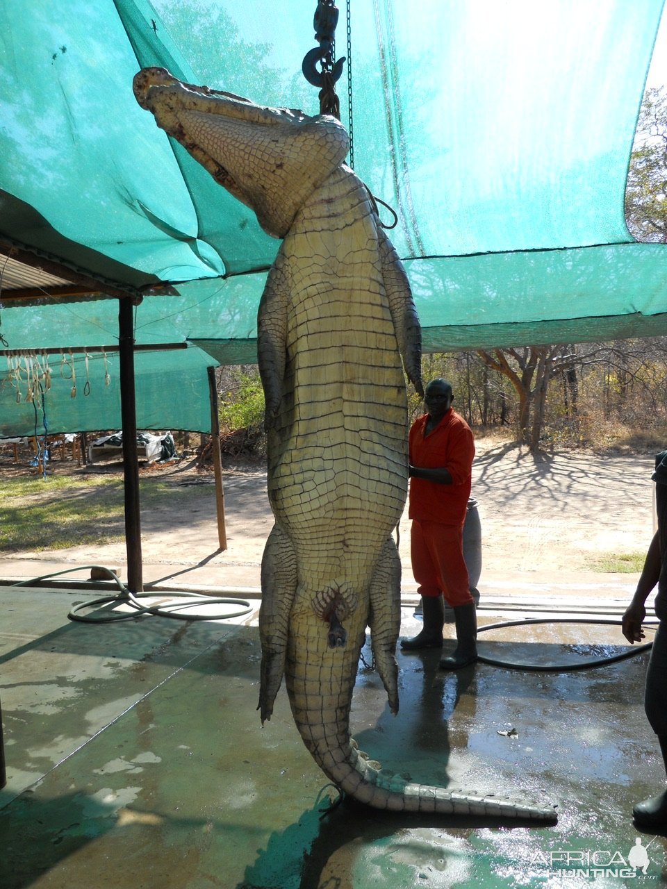 Crocodile Hunt Mozambique