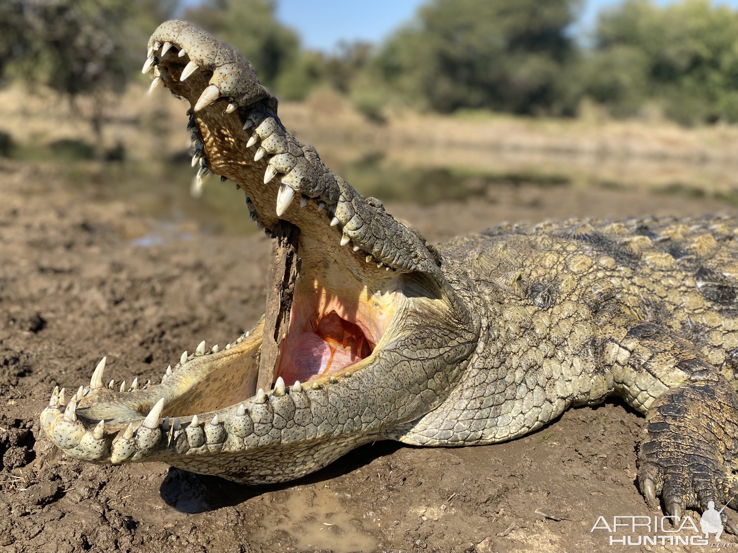 Crocodile Hunting Limpopo South Africa