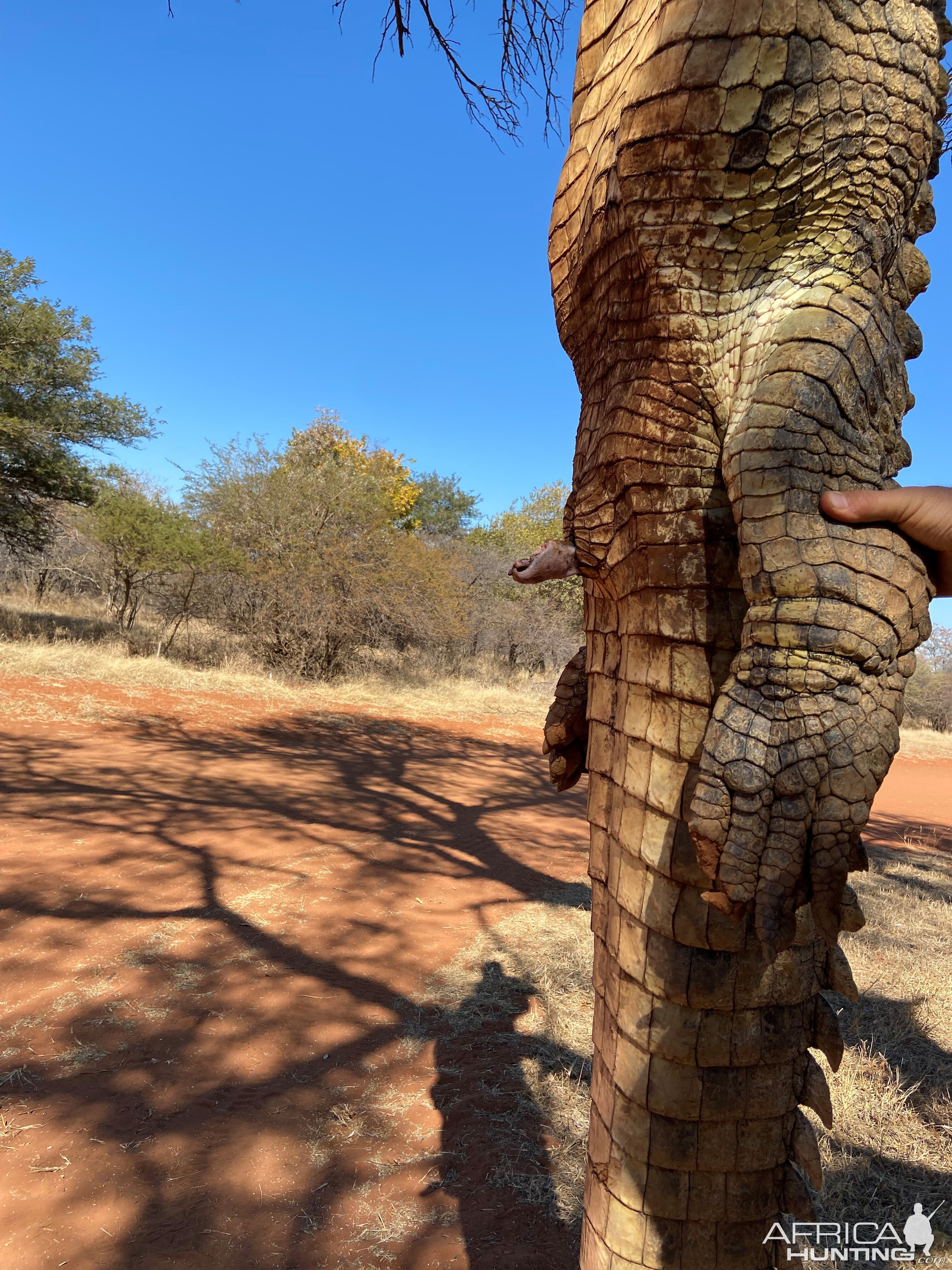 Crocodile Hunting South Africa