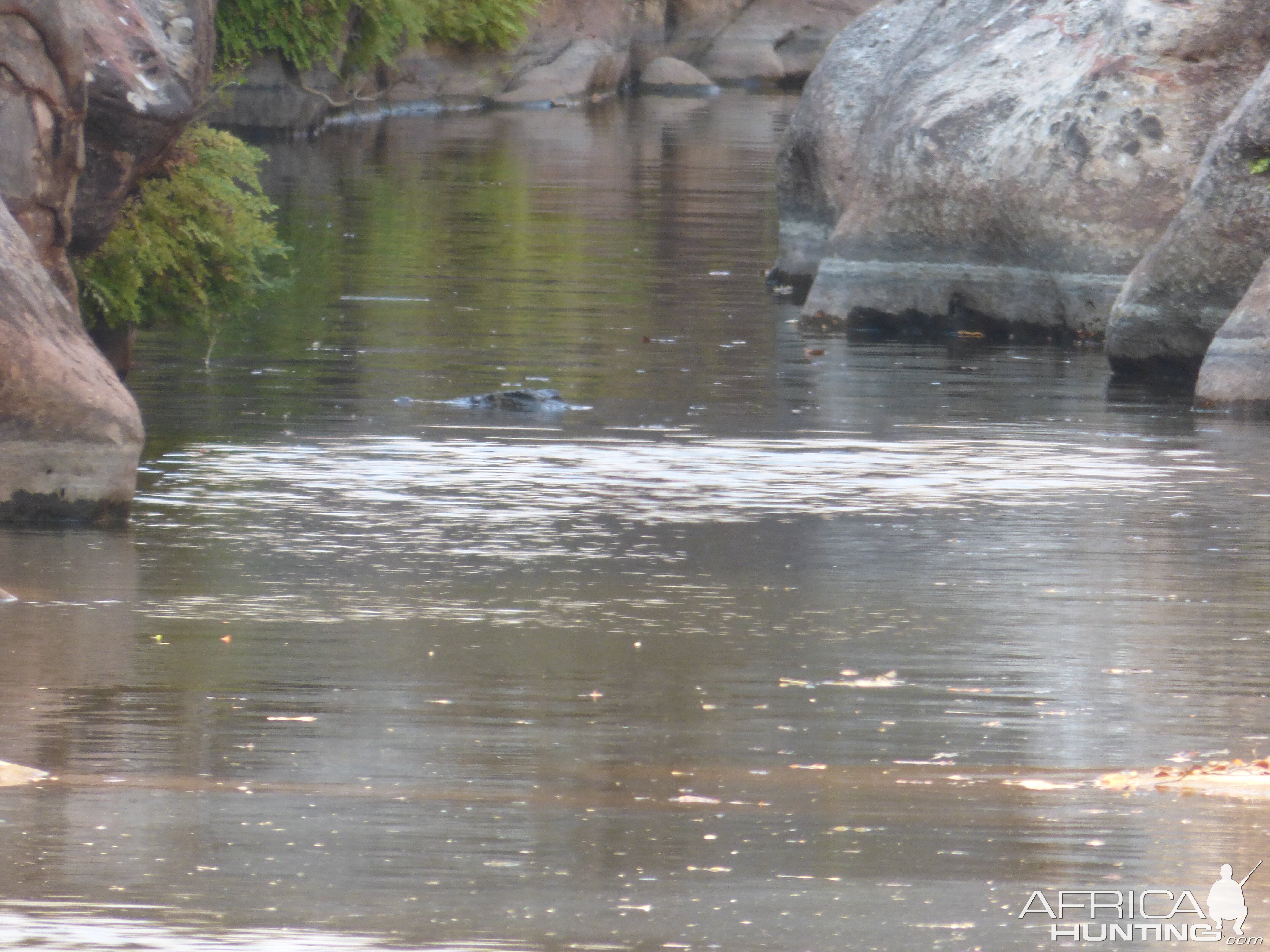 Crocodile in the river