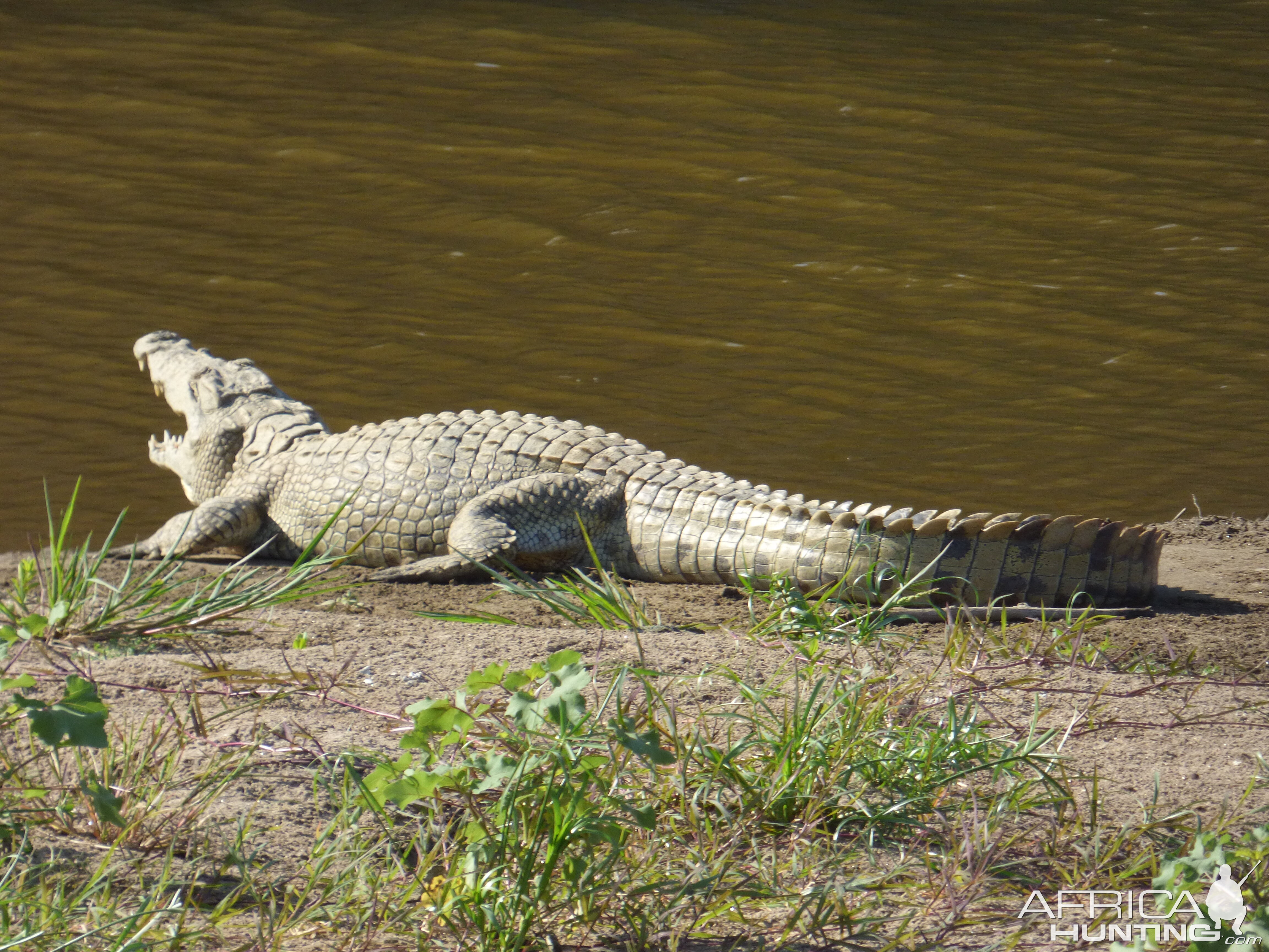 Crocodile in Zimbabwe