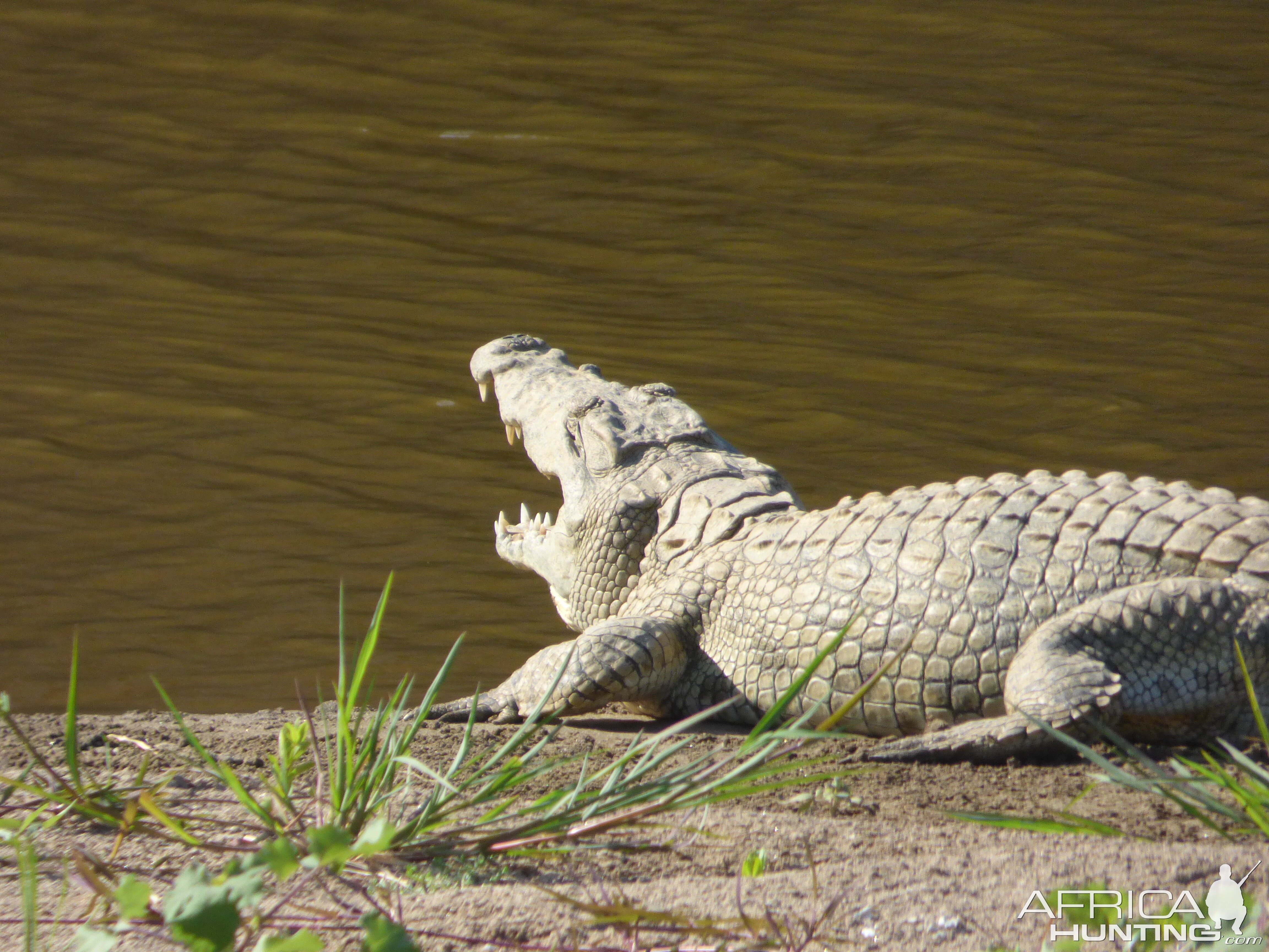 Crocodile in Zimbabwe
