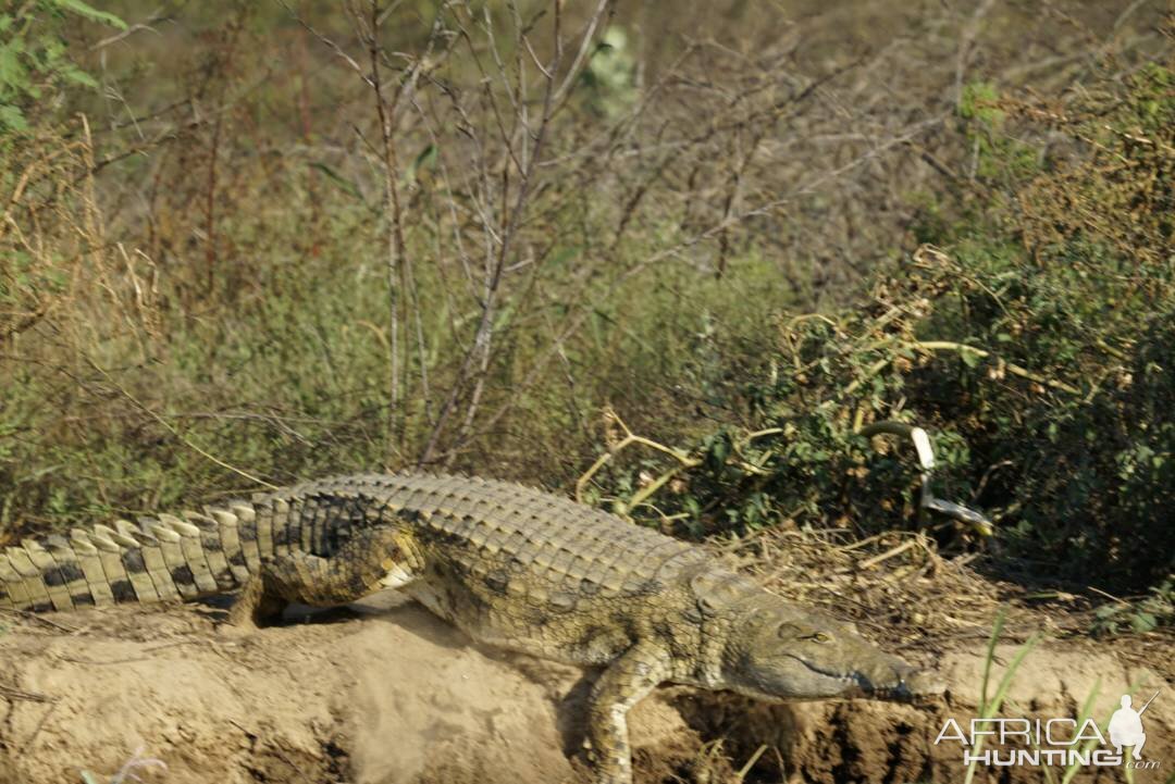 Crocodile in Zimbabwe