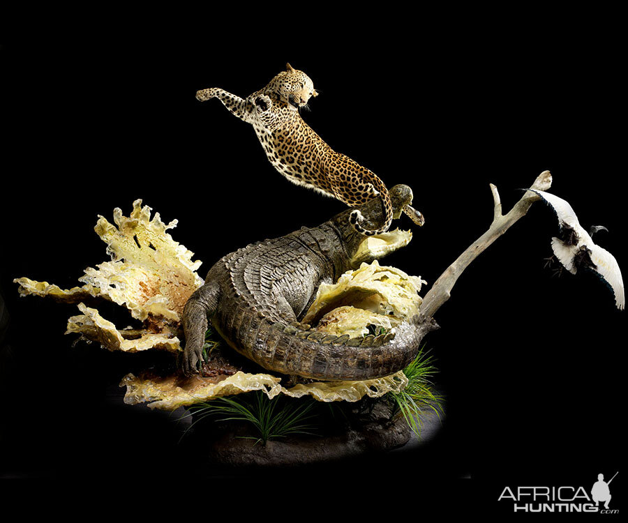 Crocodile & Leopard Full Mount Taxidermy