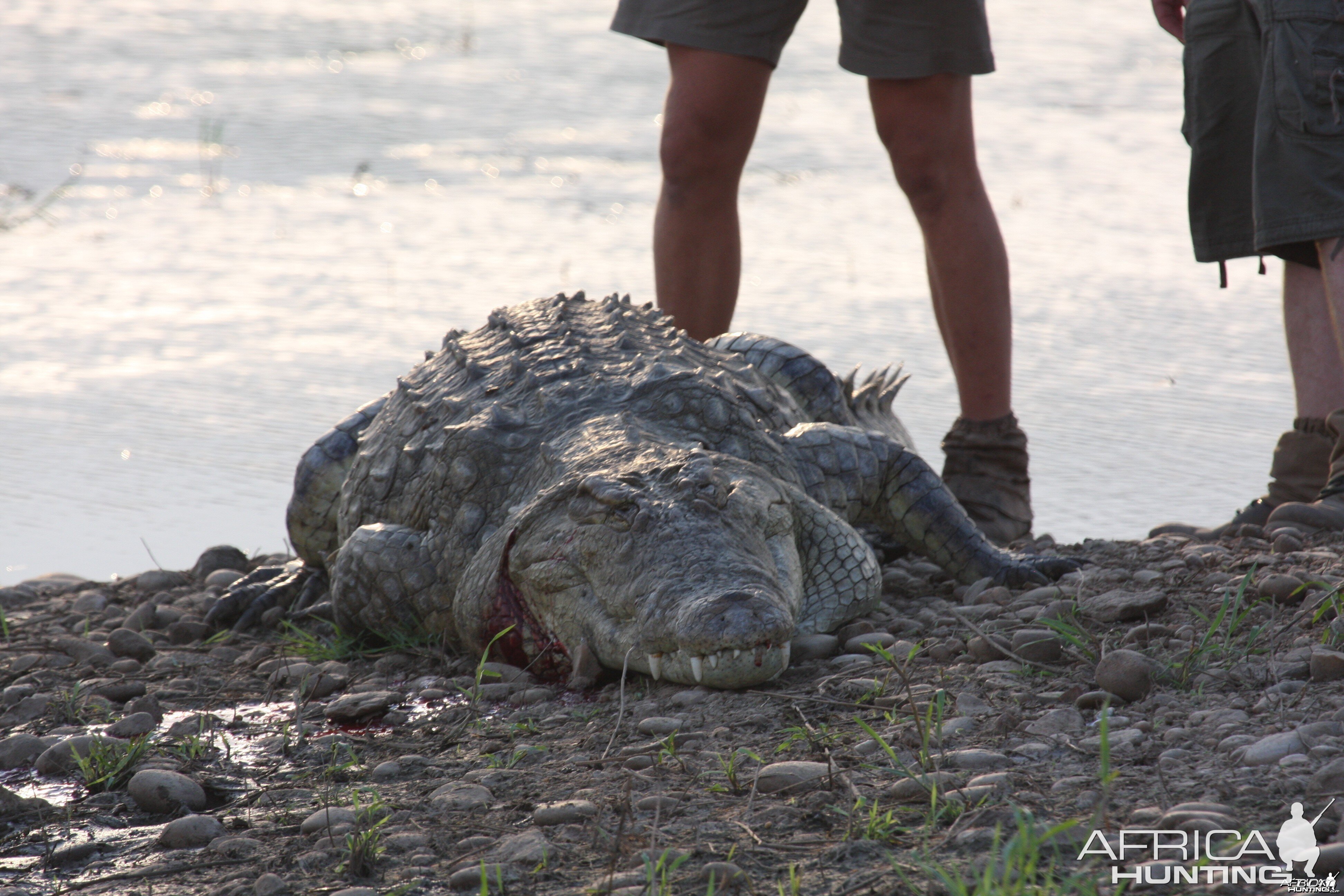 Crocodile Mozambique