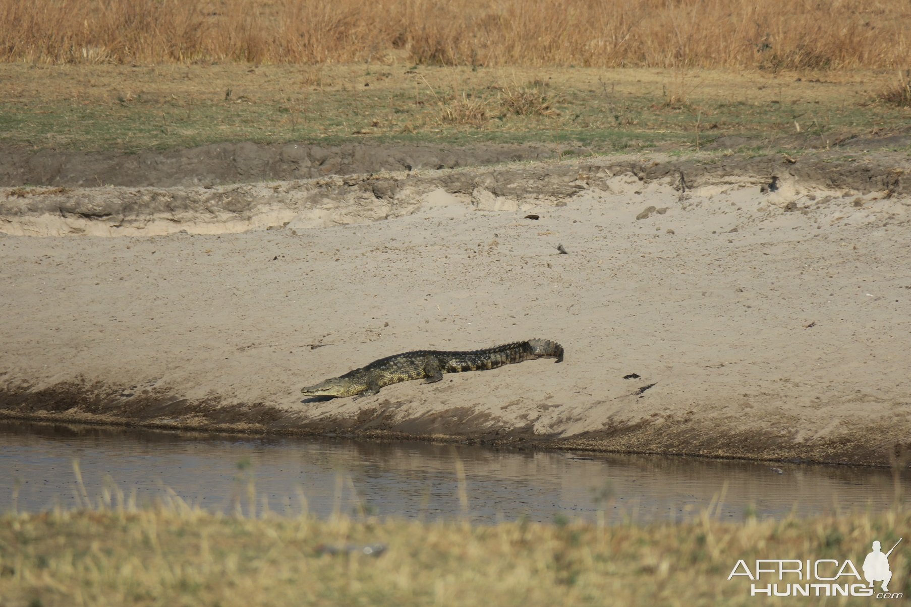 Crocodile Namibia