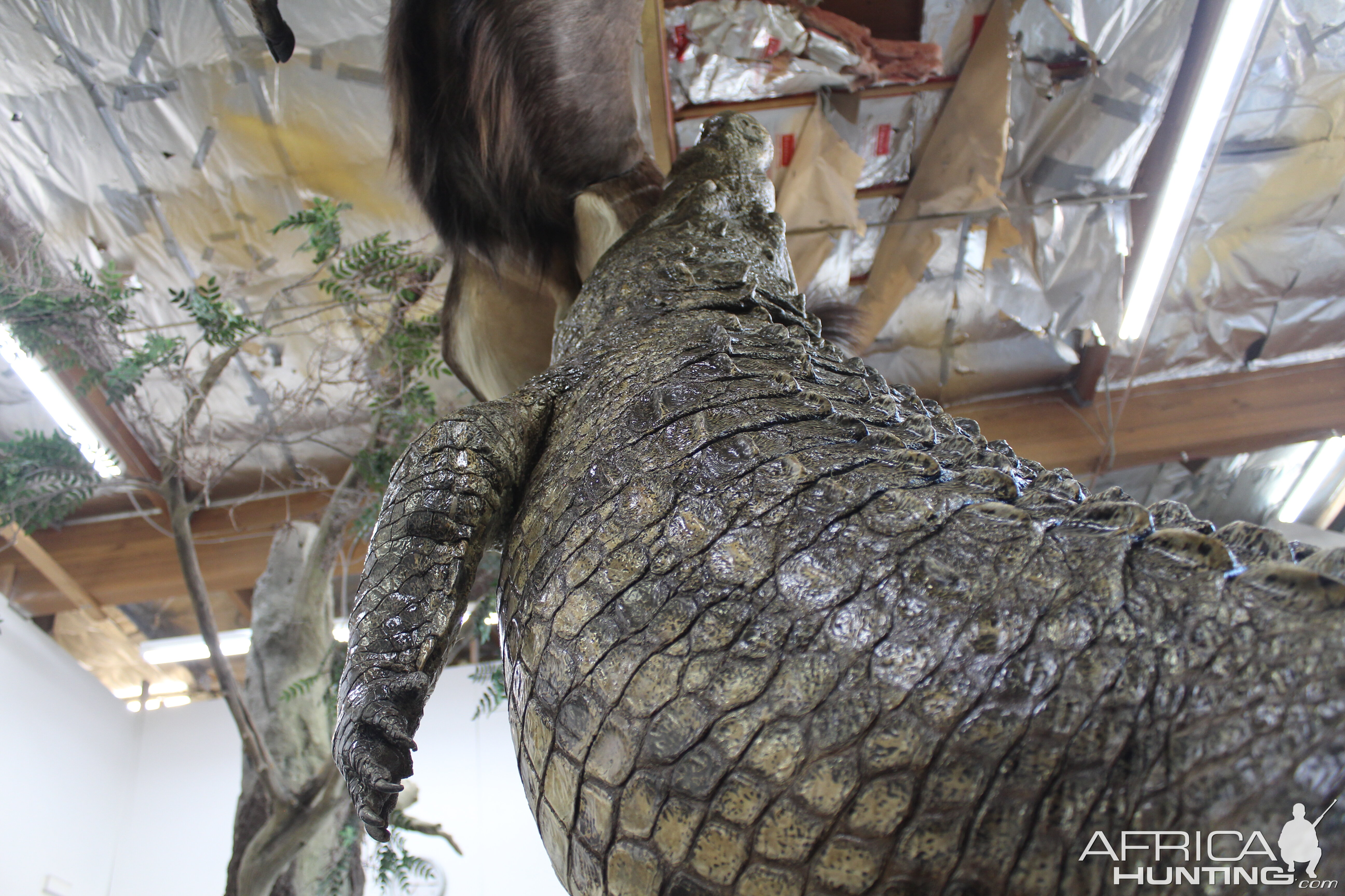 Crocodile & Nyala