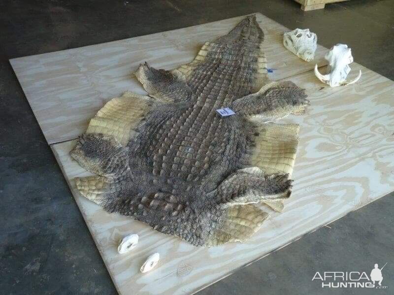 Crocodile Skin Tanned Taxidermy