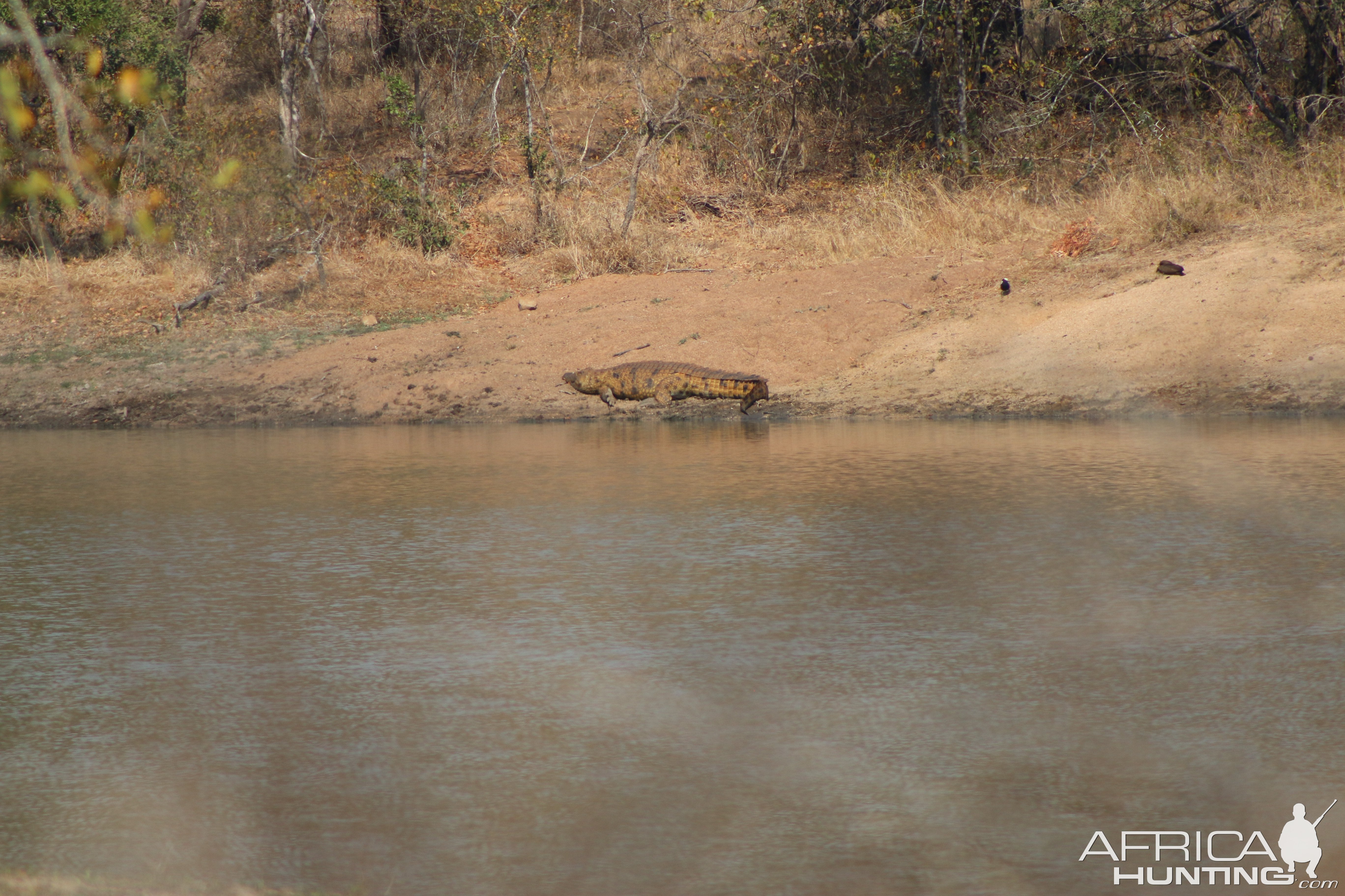 Crocodile South Africa