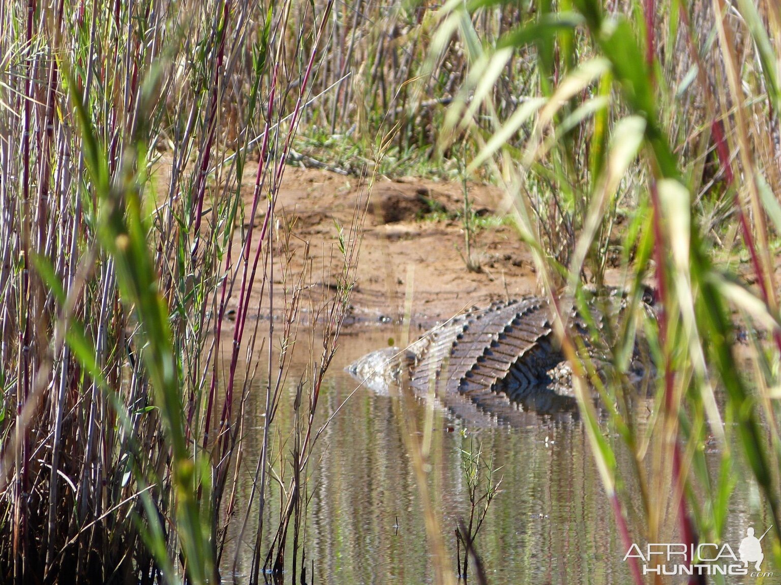 Crocodile South Africa