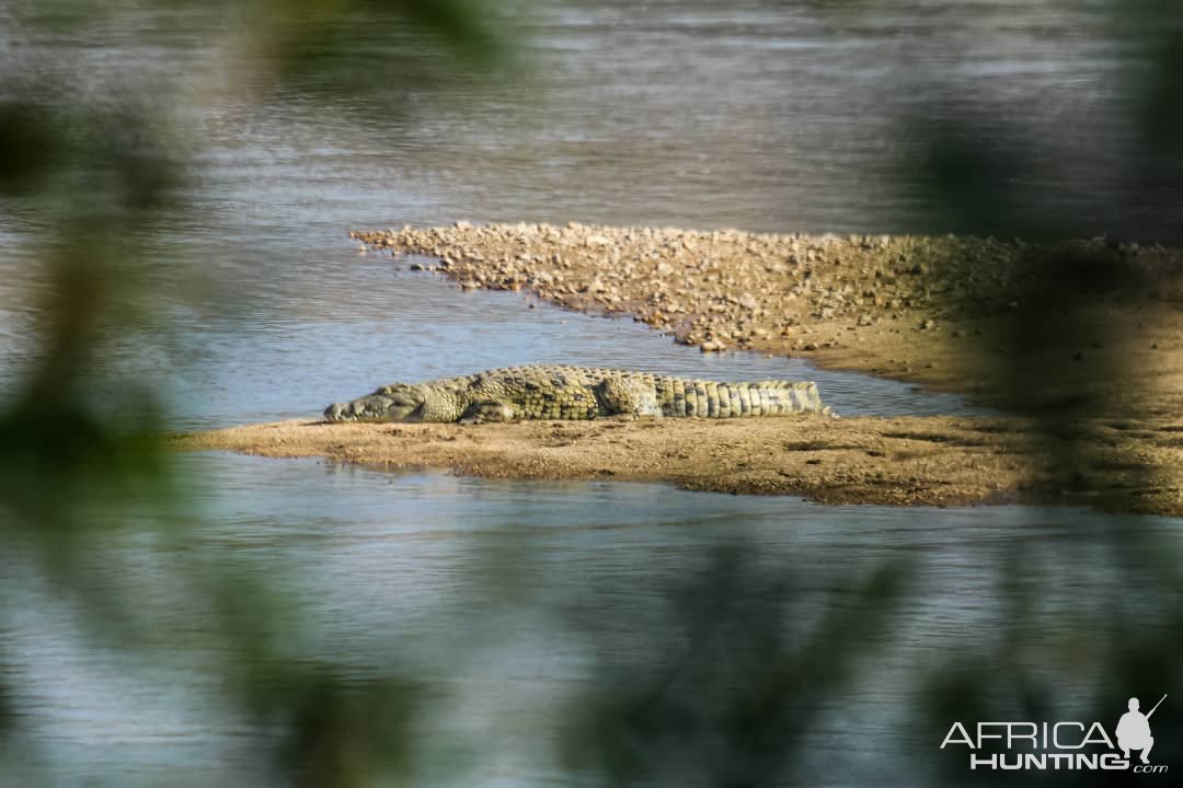 Crocodile Zambia