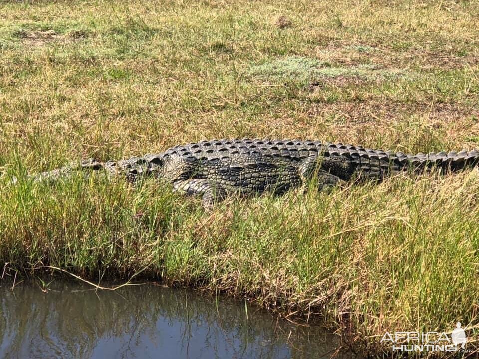 Crocodile Zimbabwe