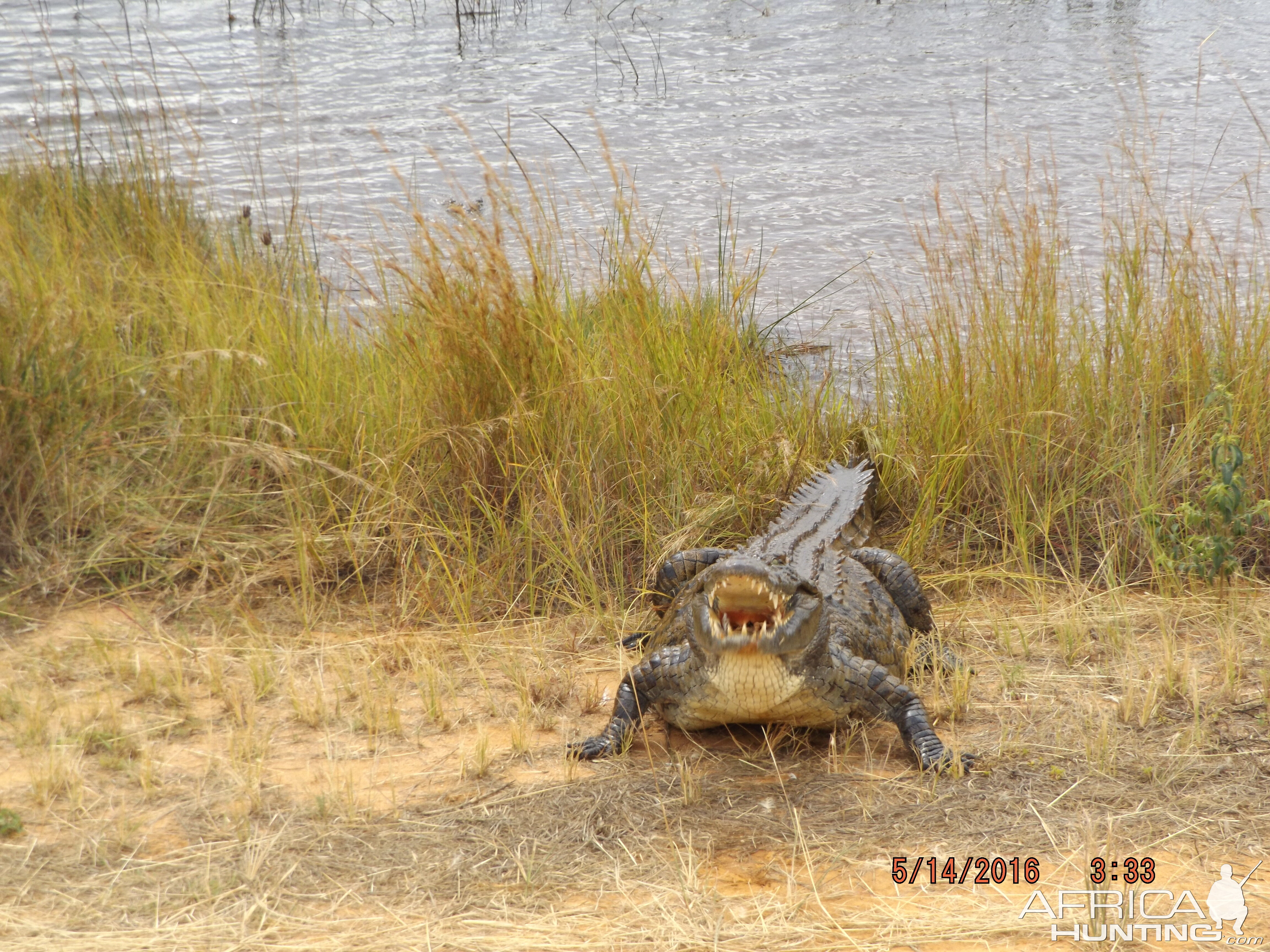 Crocodile