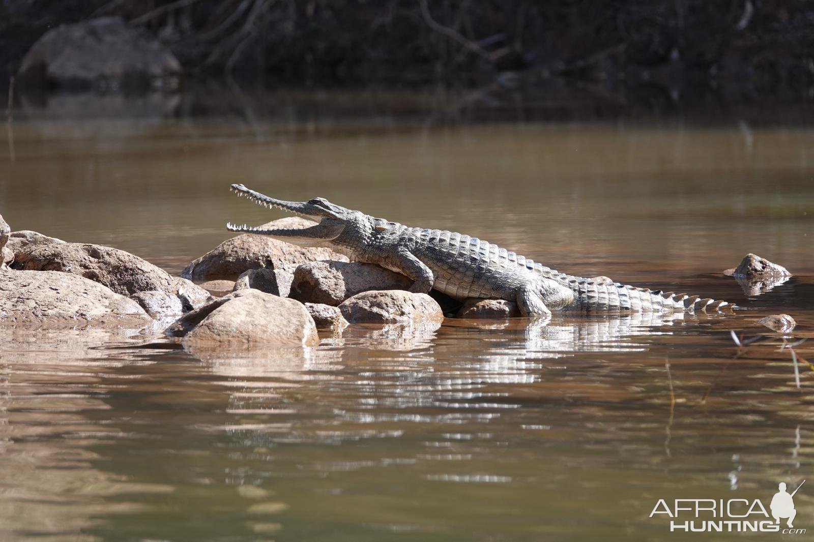 Crocodiles Australia