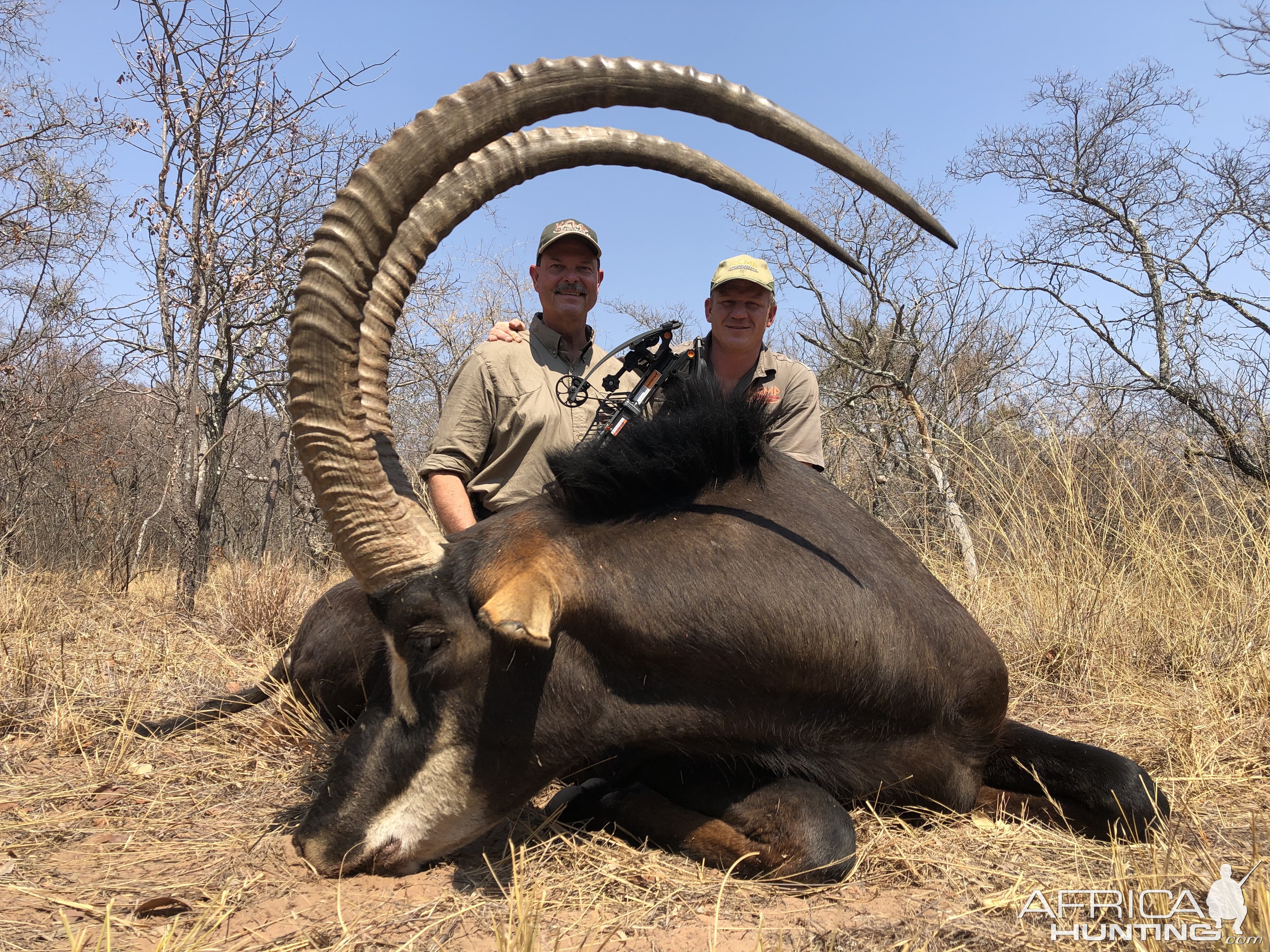 Crossbow Hunt 47.5" Inch Sable Antelope with 10+ inch bases in South Africa