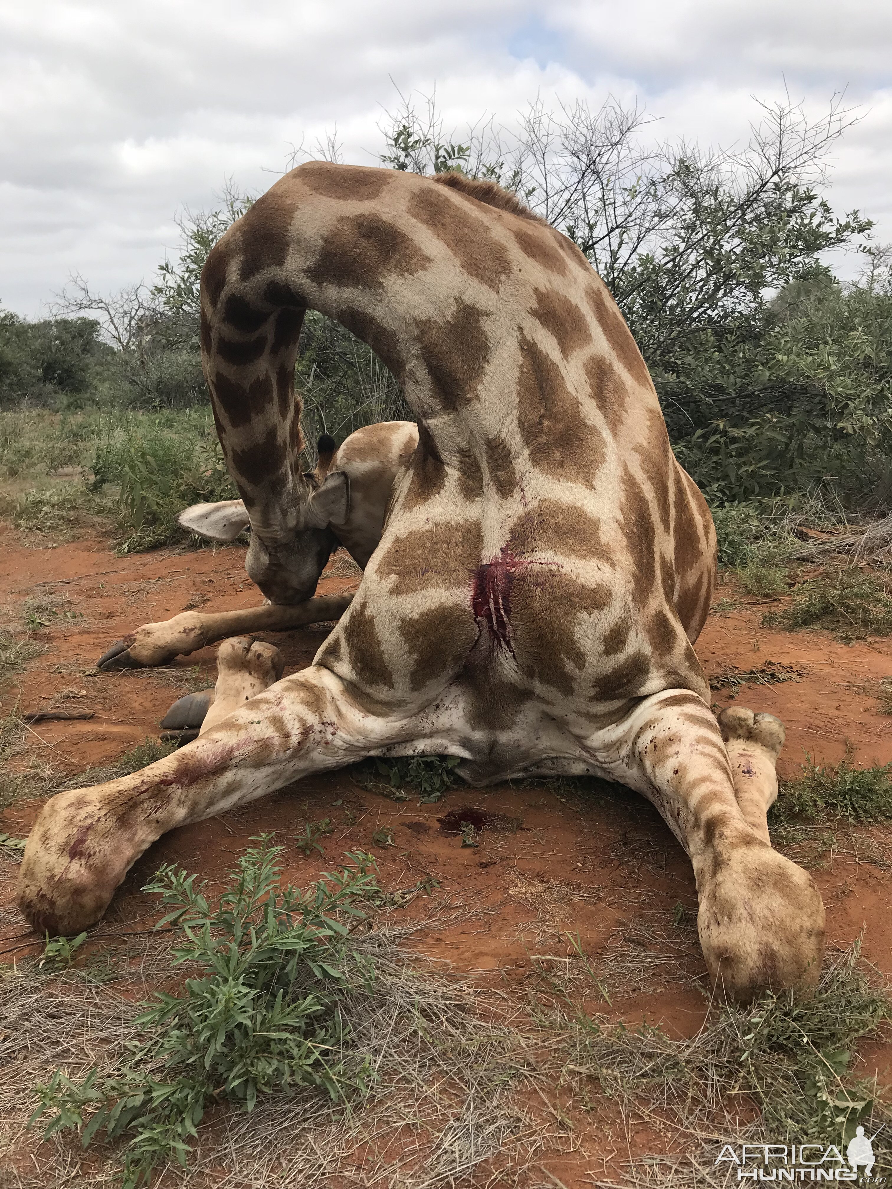 Crossbow Hunt Giraffe South Africa