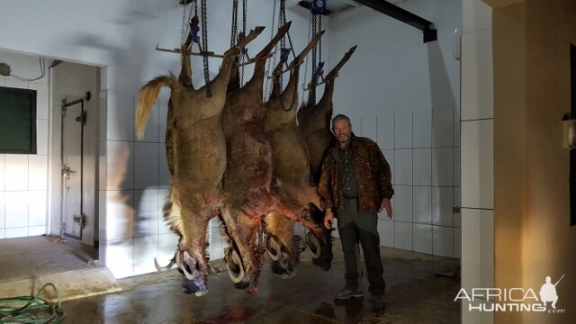 Cull Hunt Black Wildebeest South Africa