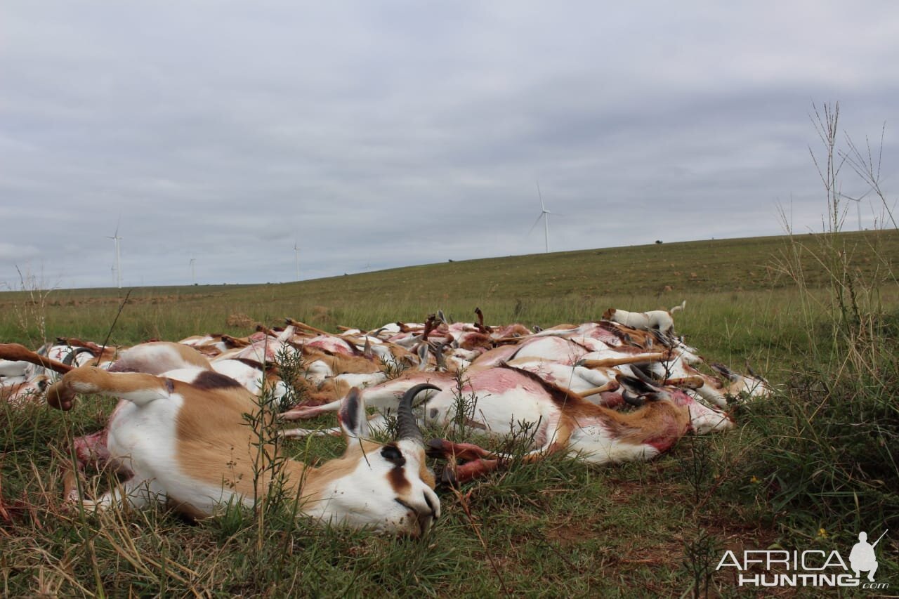 Cull Hunting Springbok in South Africa