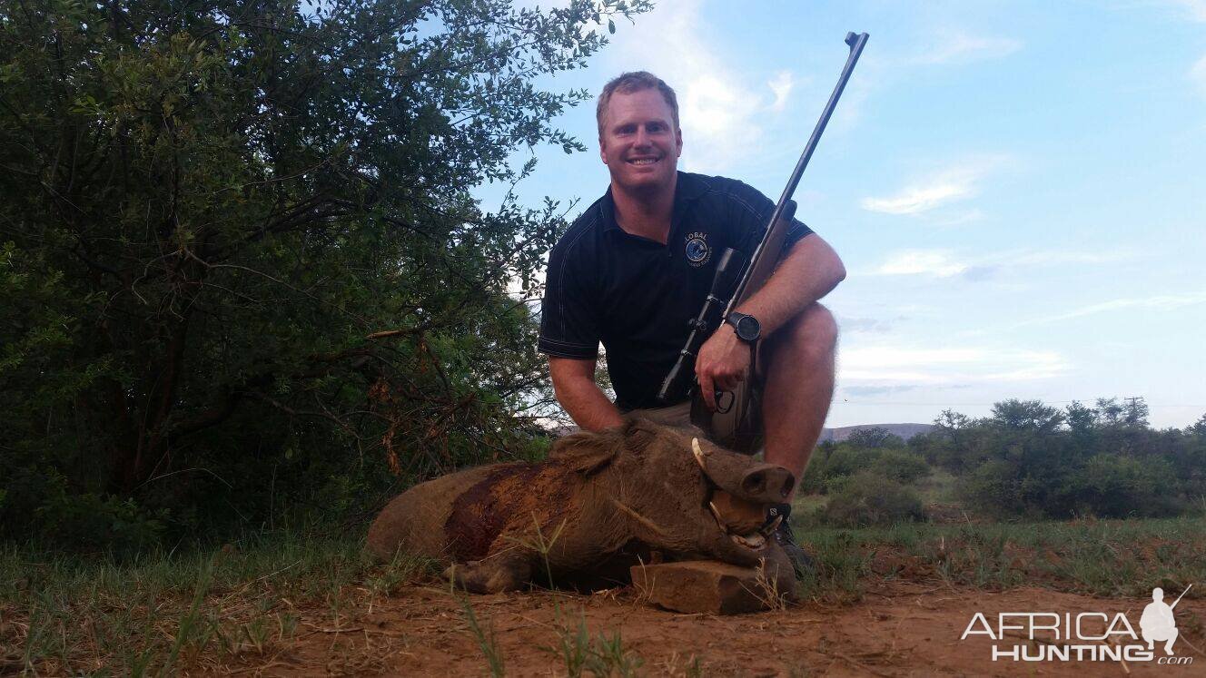 Cull Hunting Warthog in South Africa