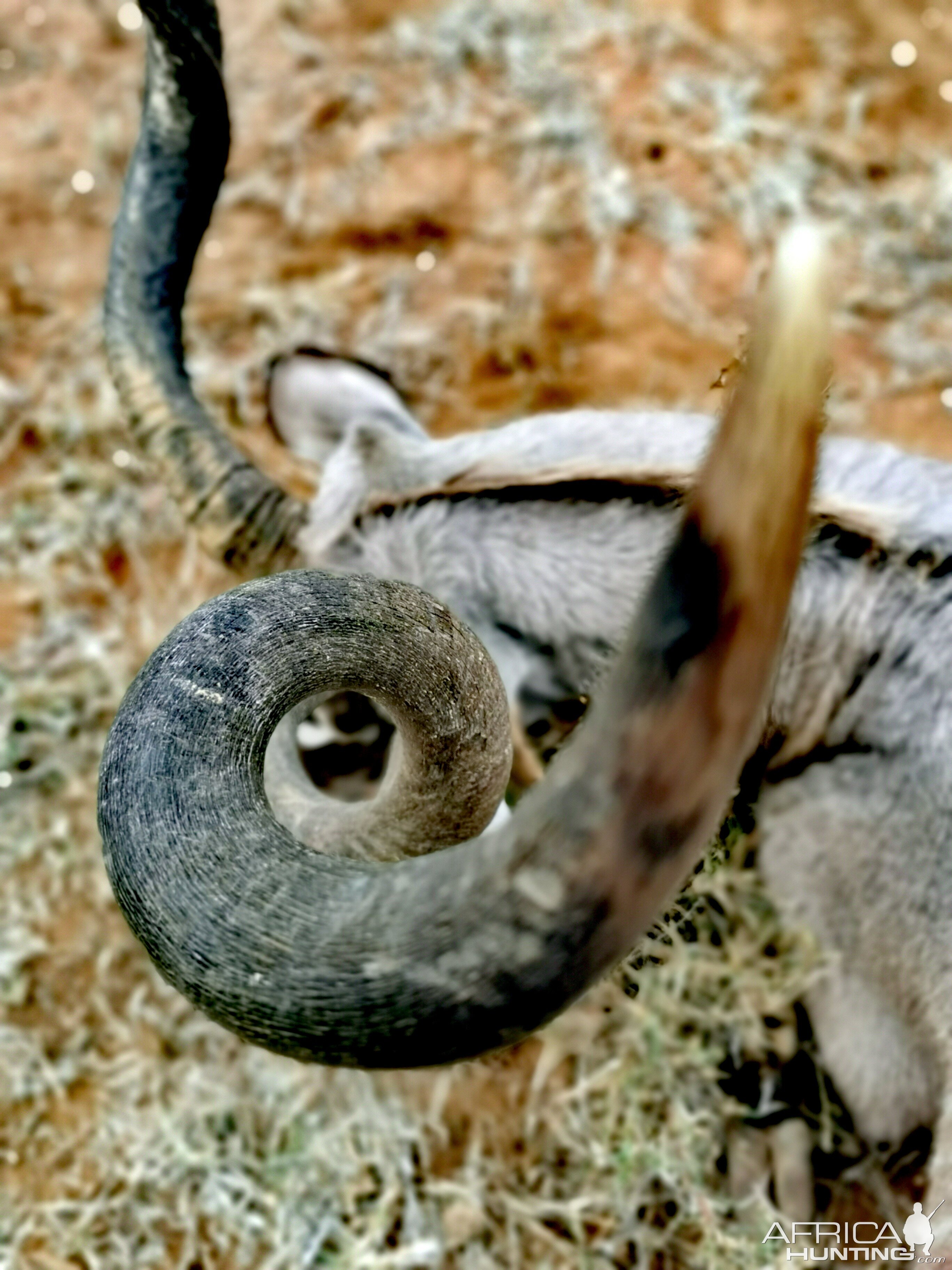 Curl of Kudu Horn