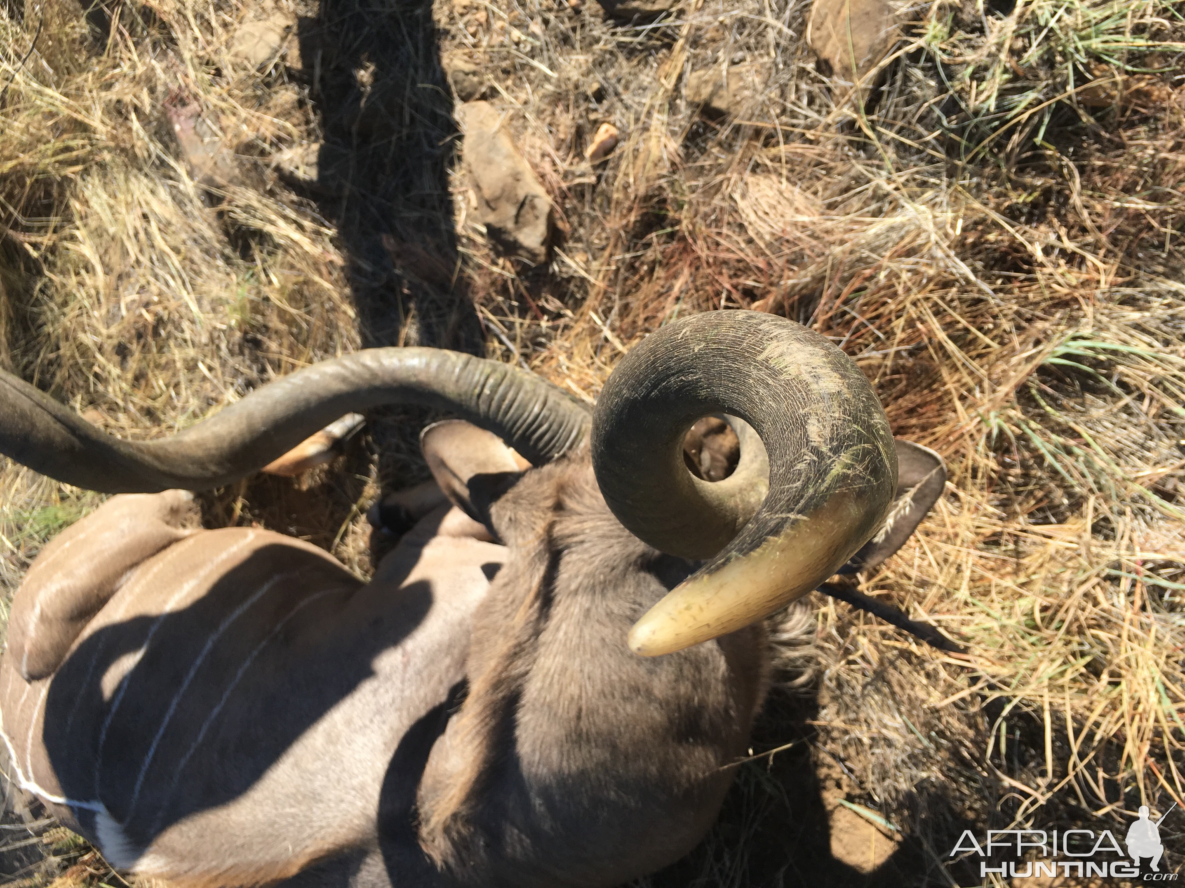 Curl of Kudu Horn