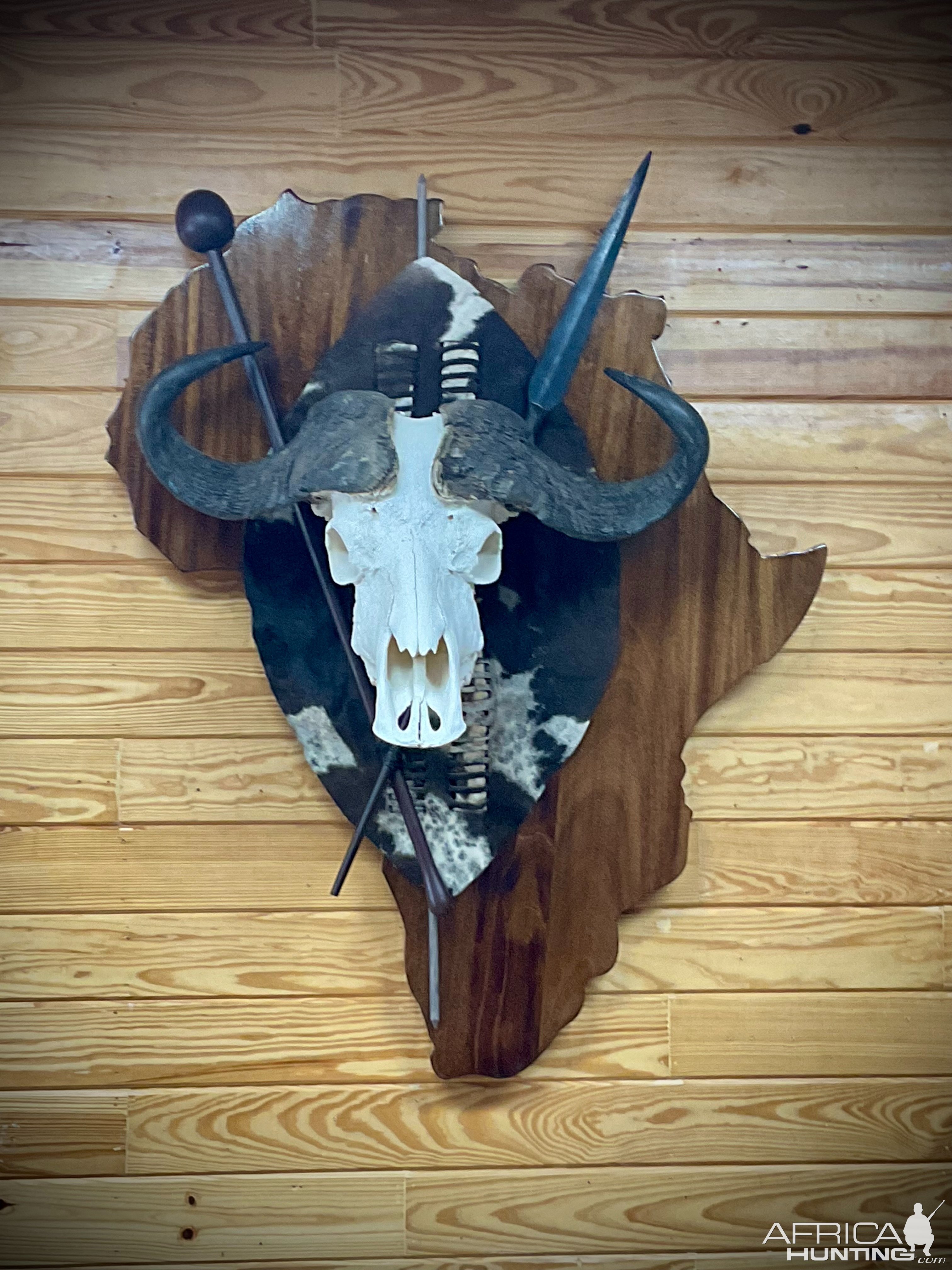 Custom Euro SKull Nile Buffalo On Shield Mount