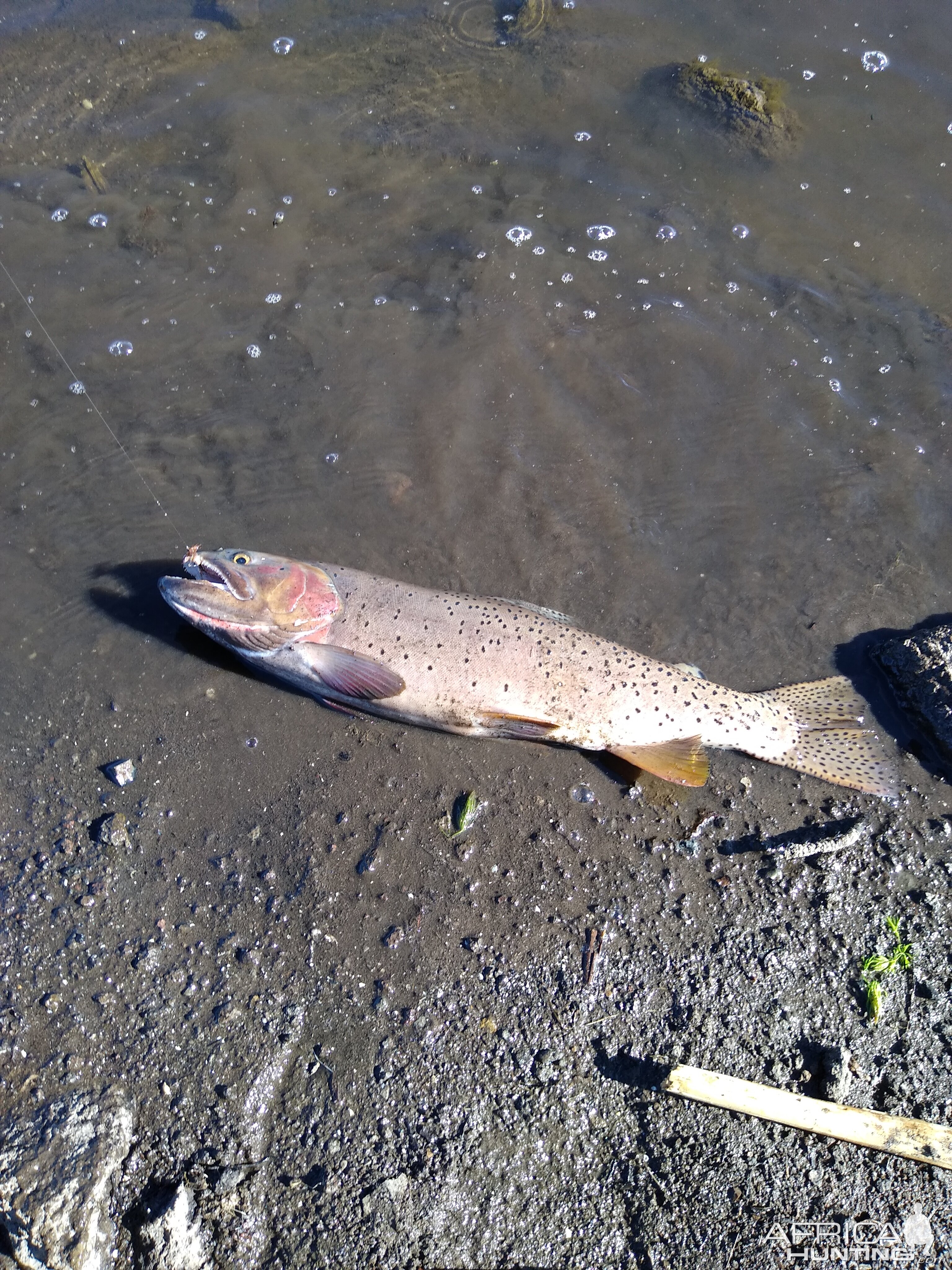 Cutthroat Trout Fishing