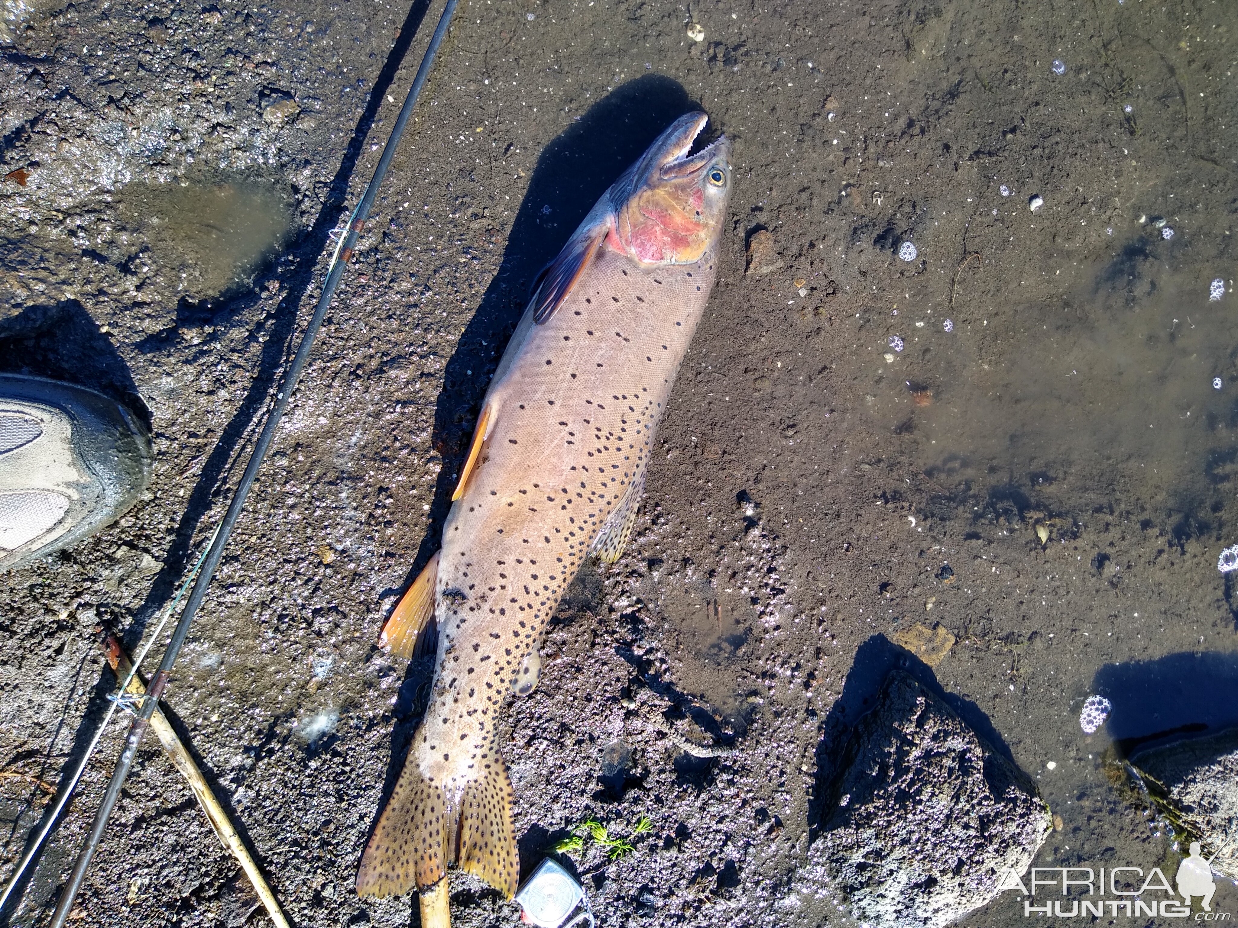 Cutthroat Trout Fishing