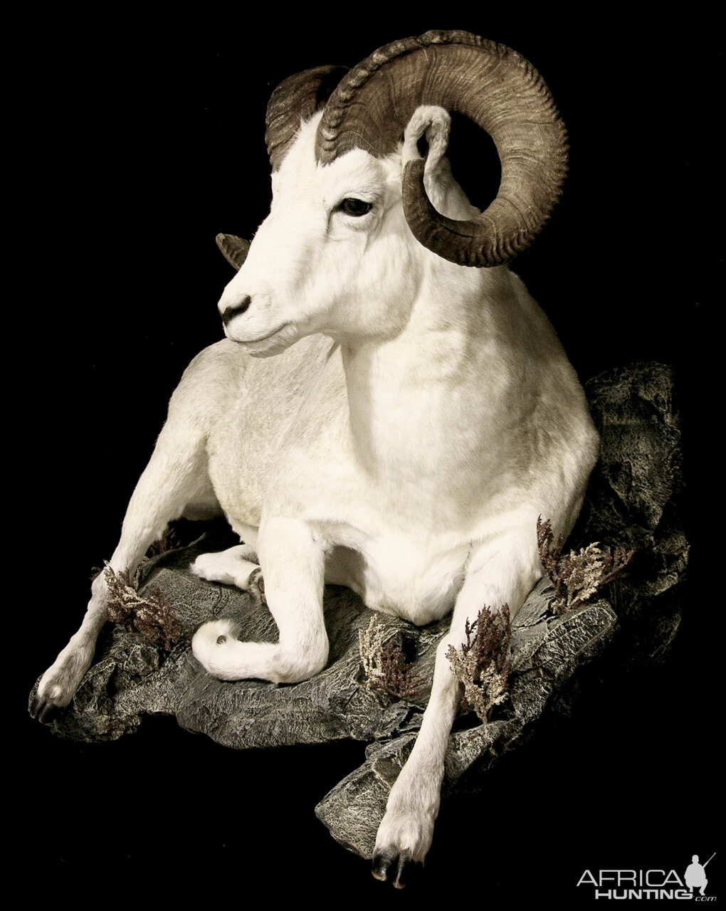 Dahl Sheep Full Mount Taxidermy