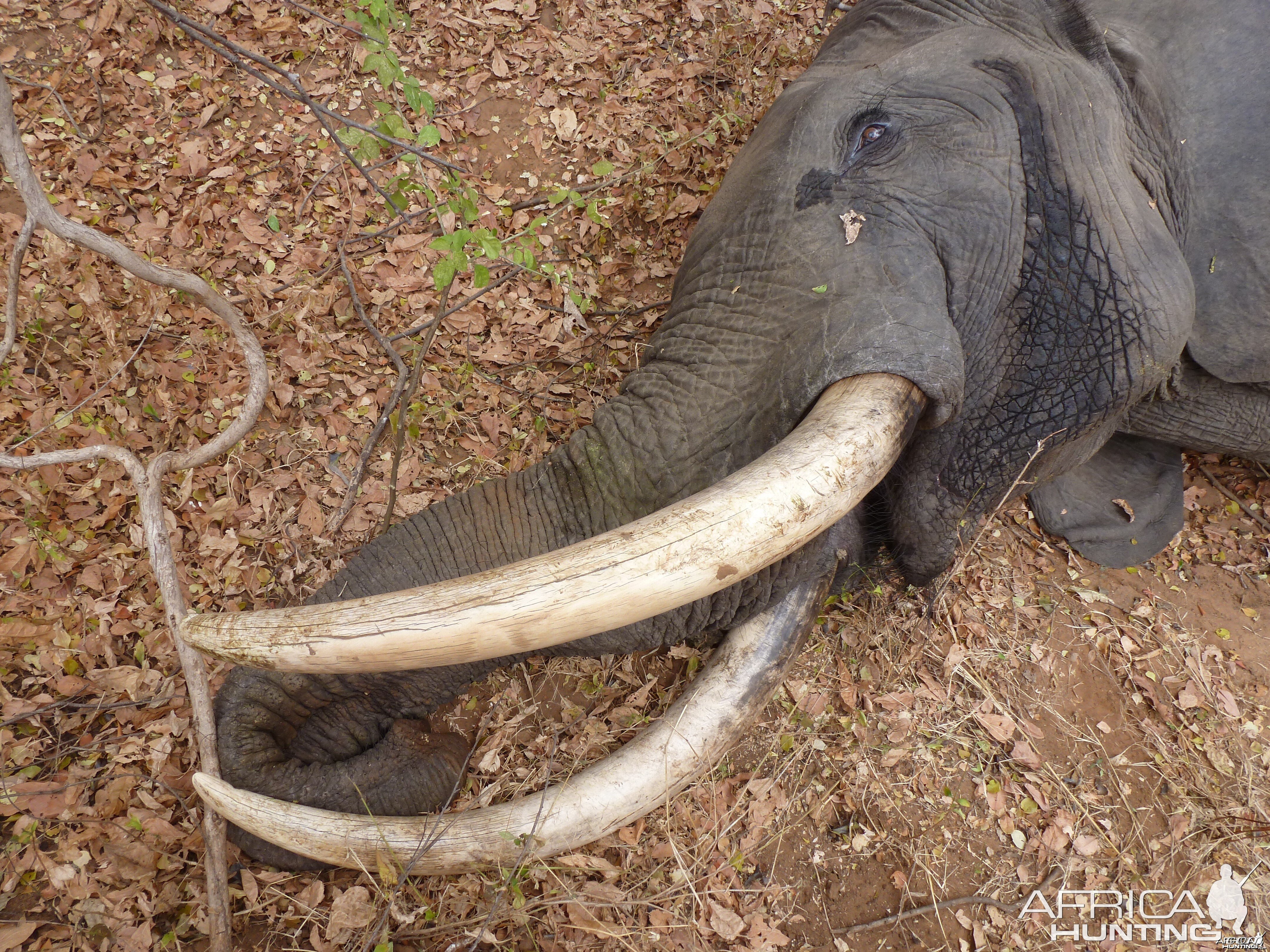 Dakota's Bow Shot Elephant