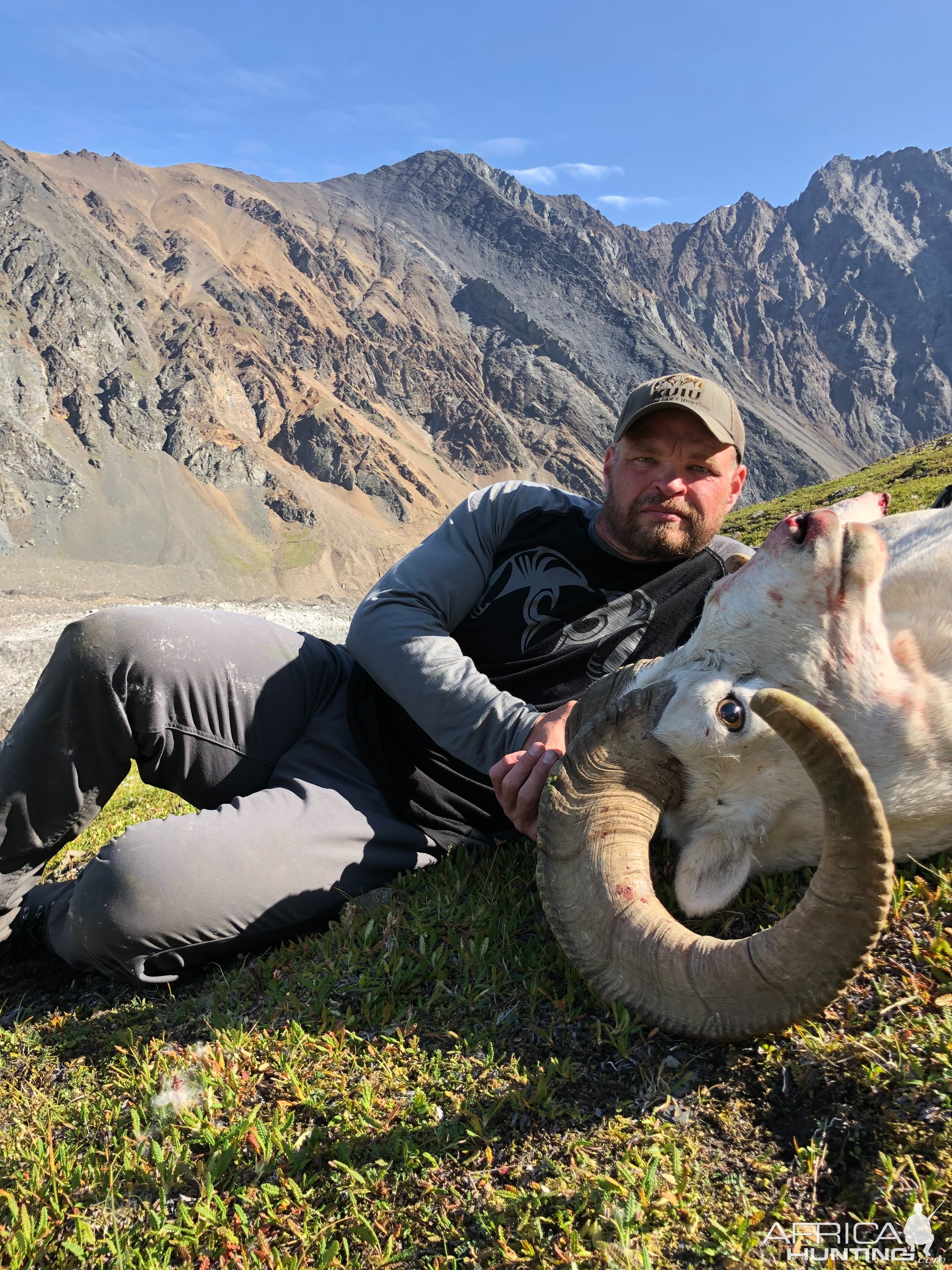 Dall Sheep Hunt Alaska