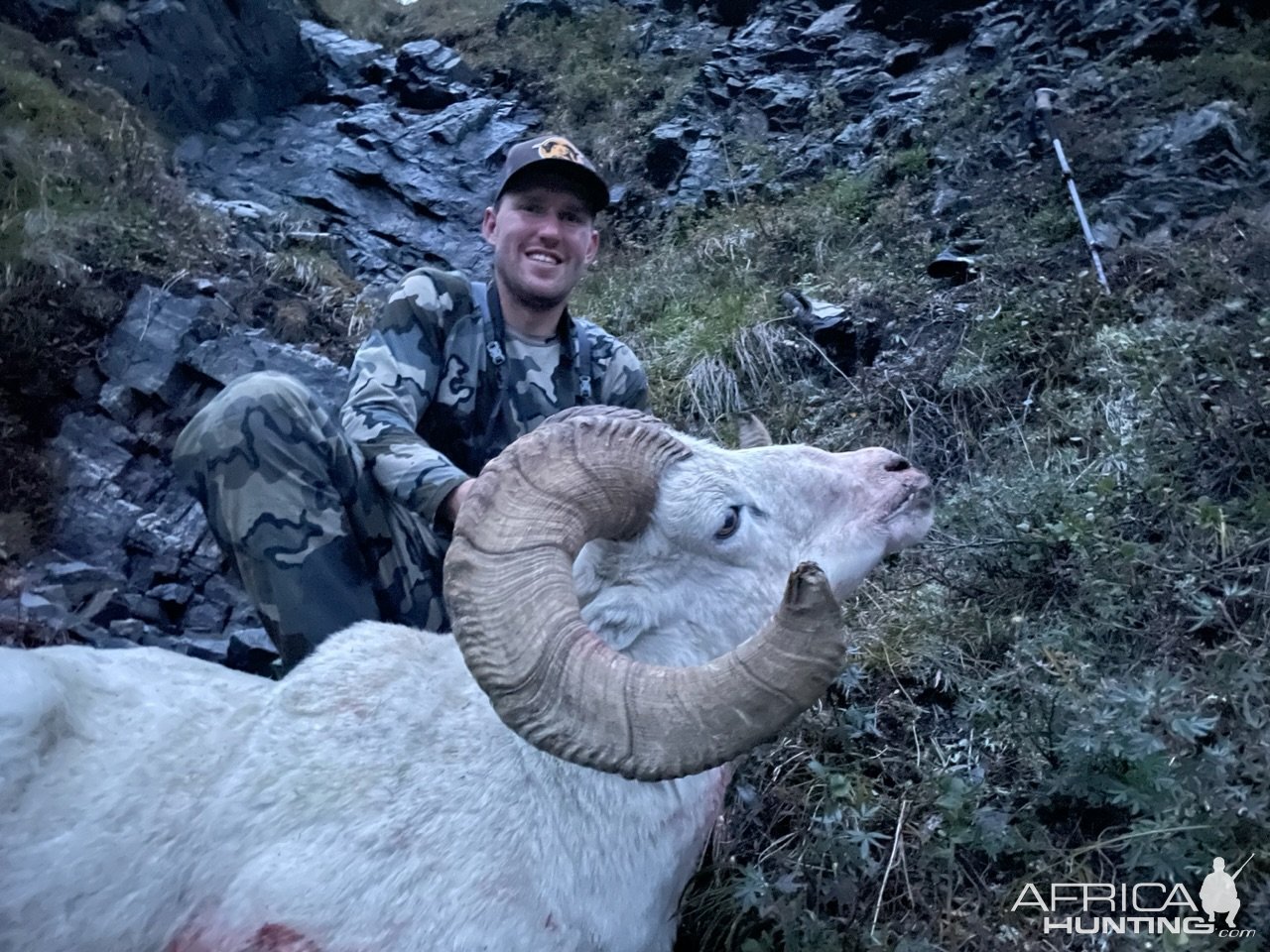 Dall Sheep Hunt Yukon Canada