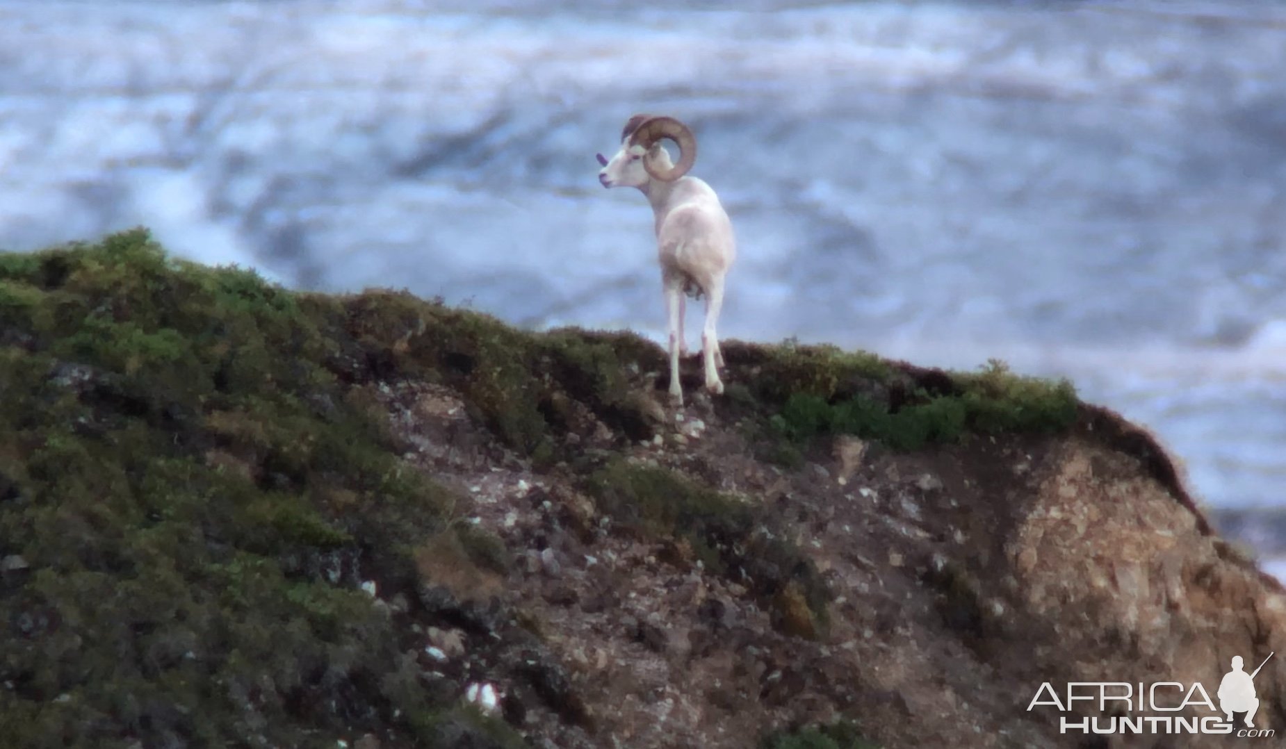 Dall Sheep Wrangells Mountains