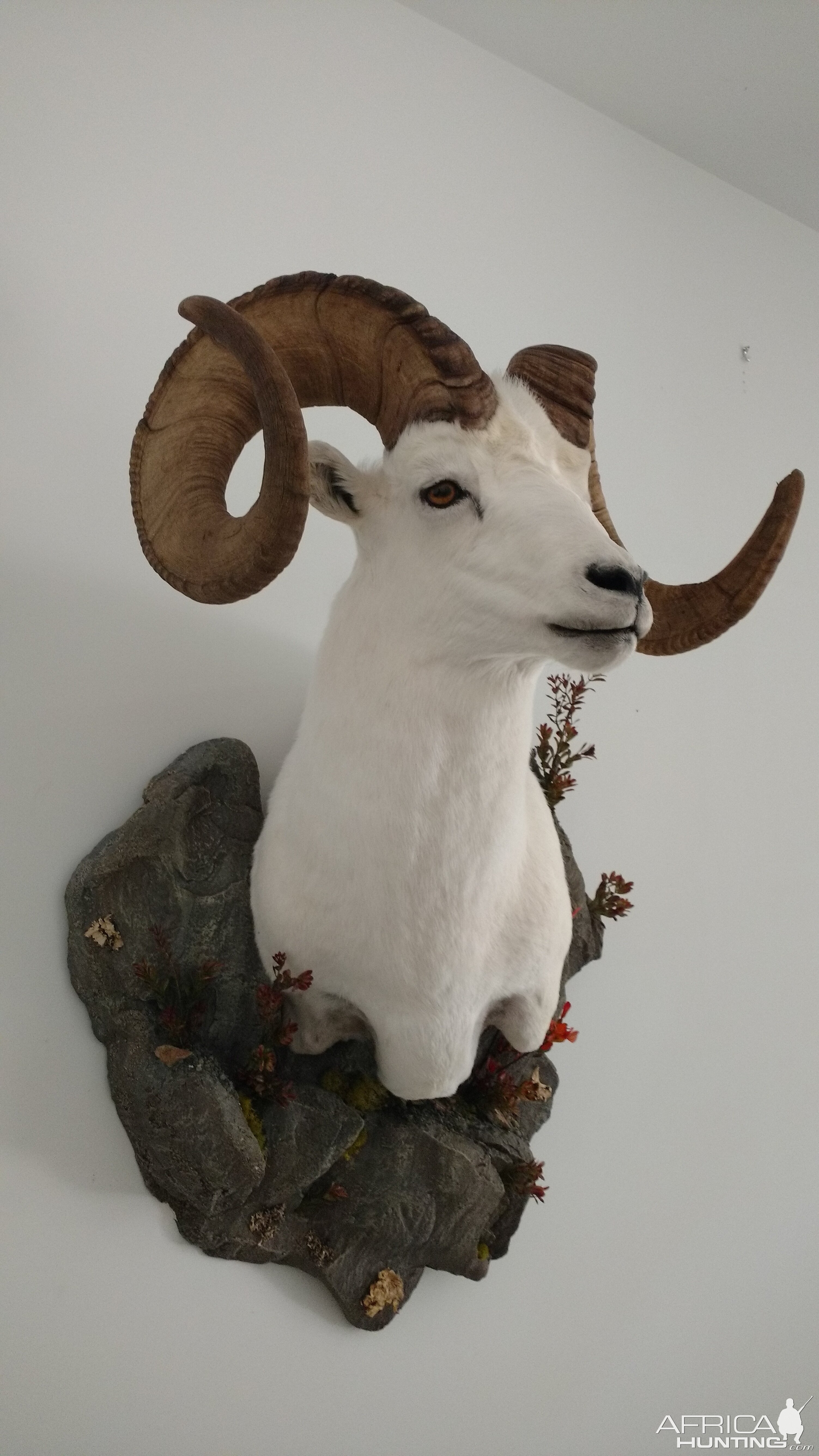 Dall's Sheep Shoulder Mount Taxidermy