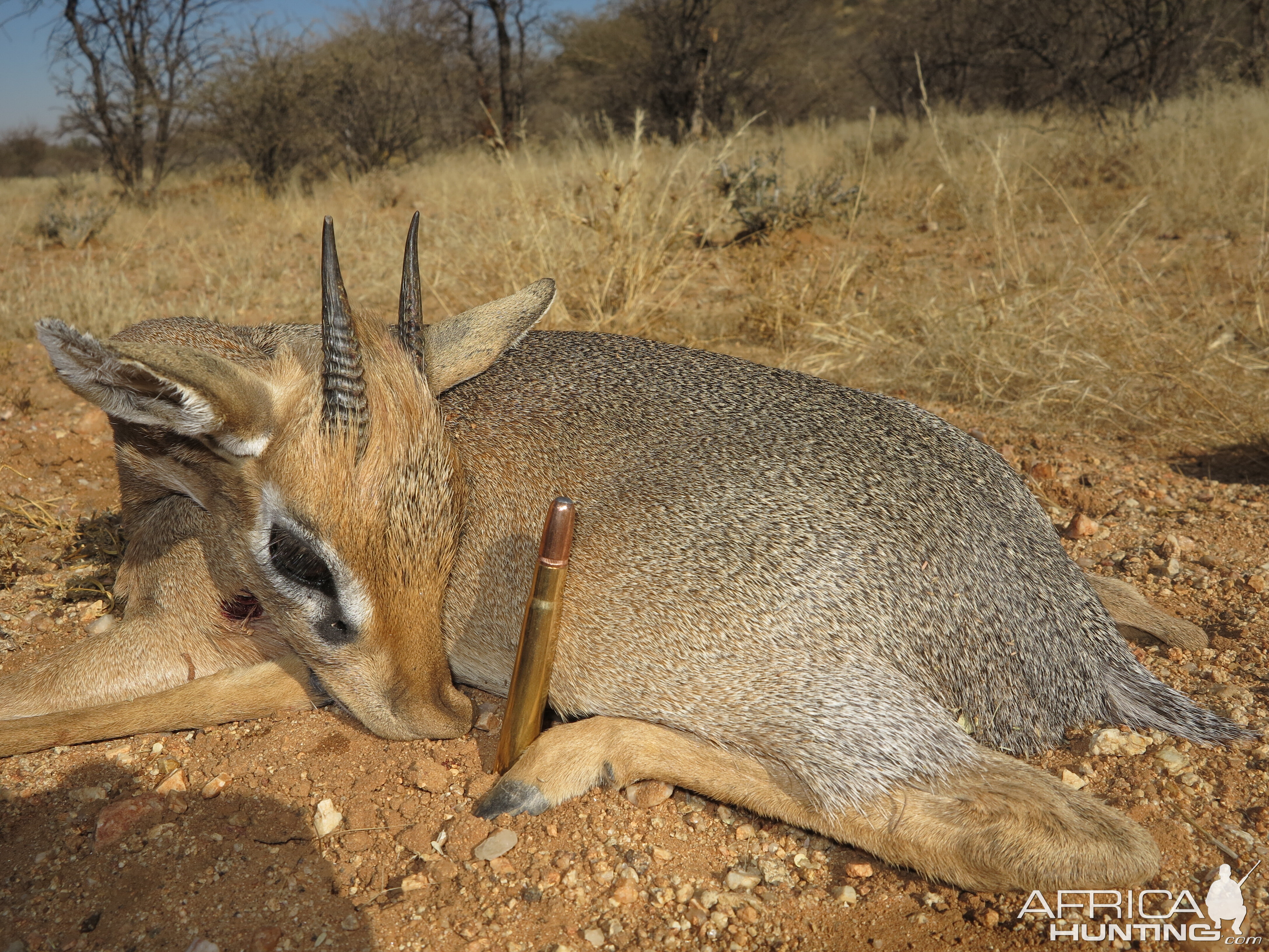 Damara Dik Dik Hunt Namibia