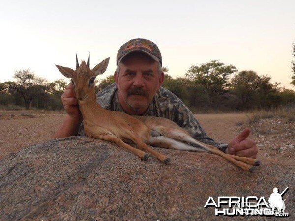 Damara Dik-Dik hunted at Westfalen Hunting Safaris Namibia