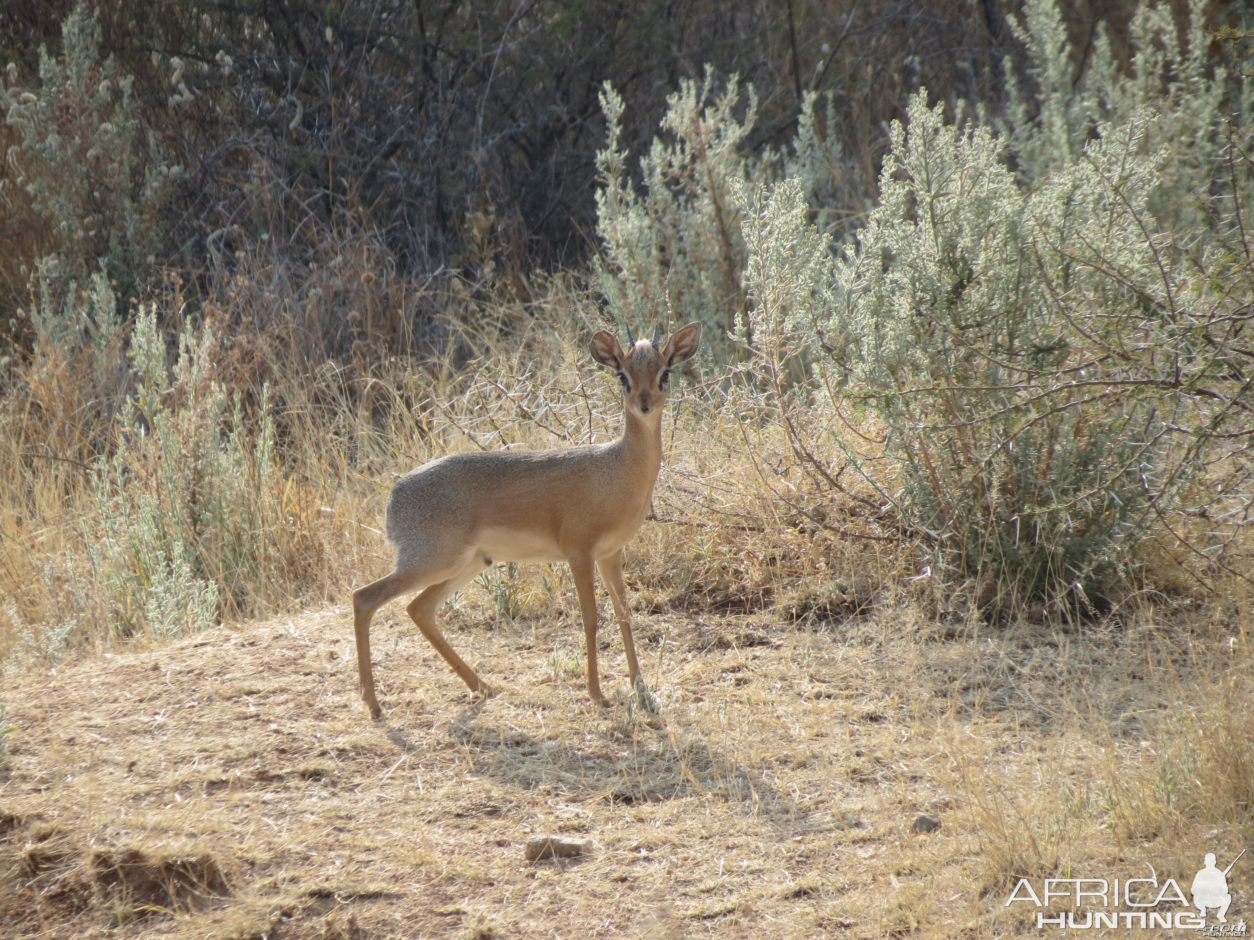 Damara Dik-Dik Namibia