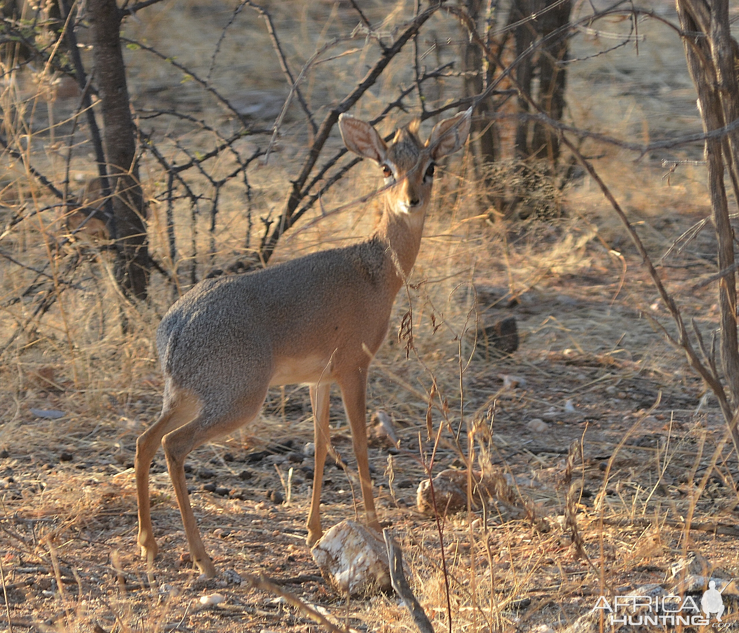 Damara Dik Dik Namibia