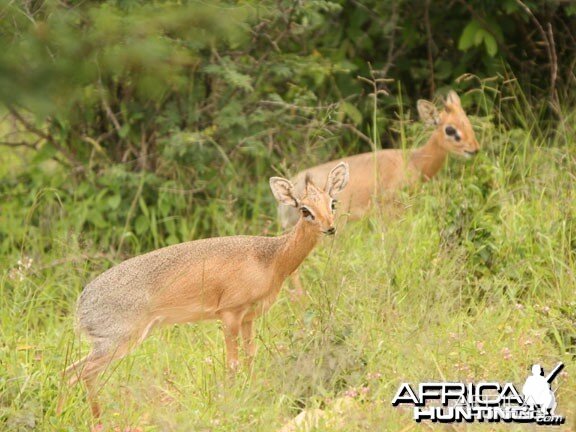 Damara Dik-Dik